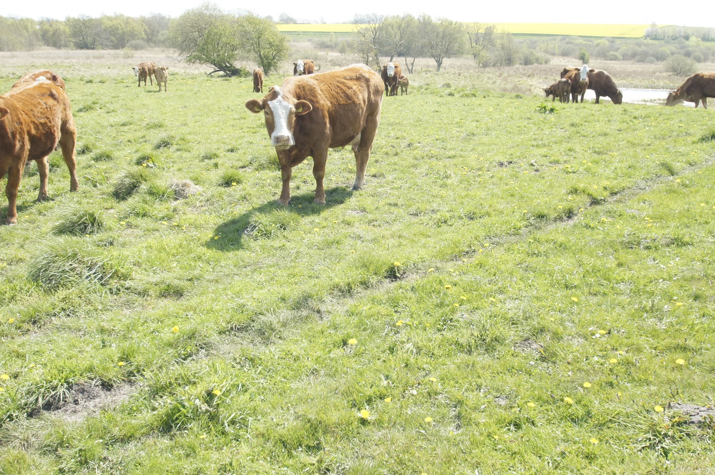 Fremhævet andet billede i fuldskærmstilstand. Billede af Hemvej 36, Hem, 9550 Mariager