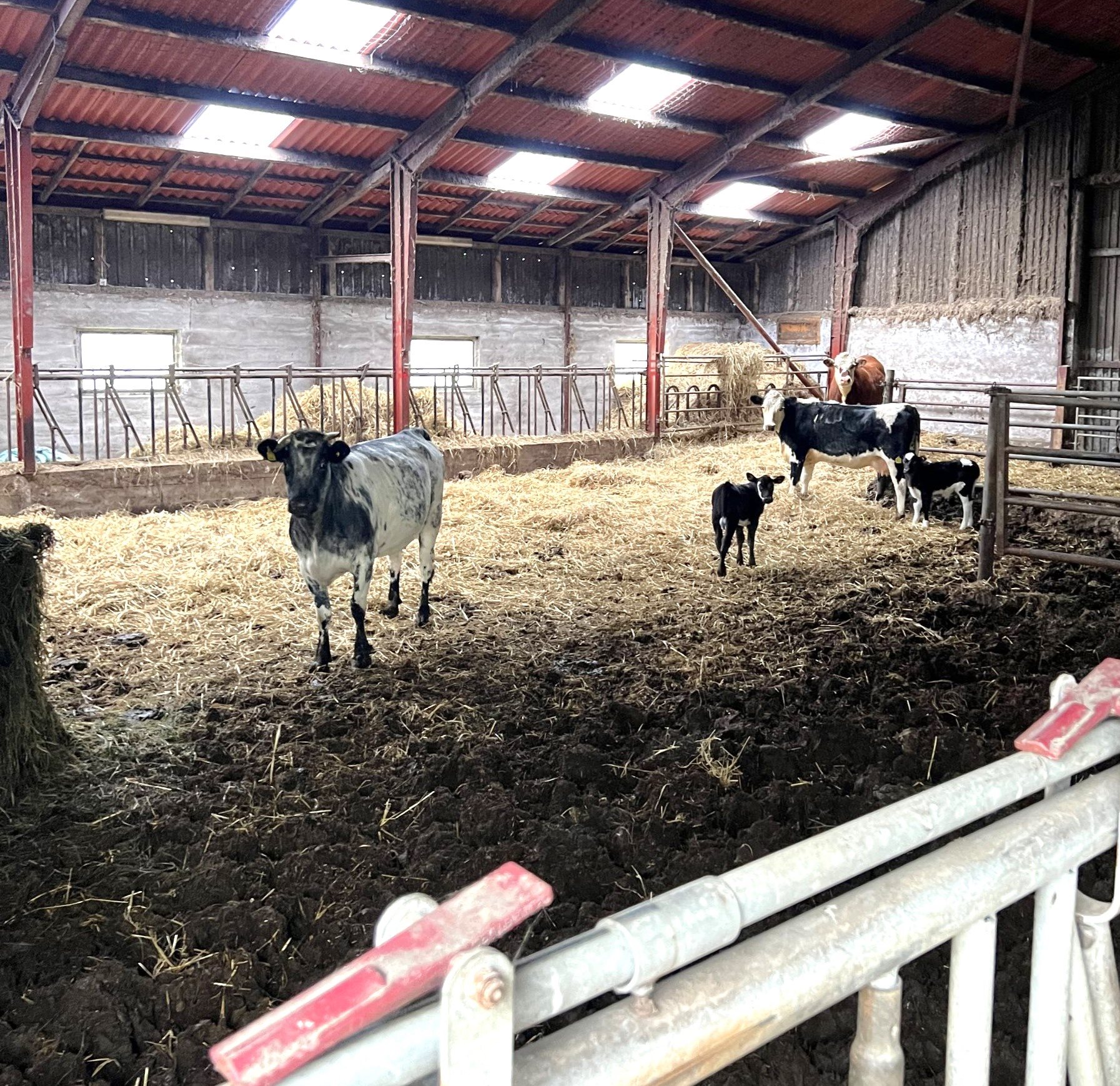 Miniaturebillede 2: . Billede af Vesterskov 10, Mou, 9280 Storvorde