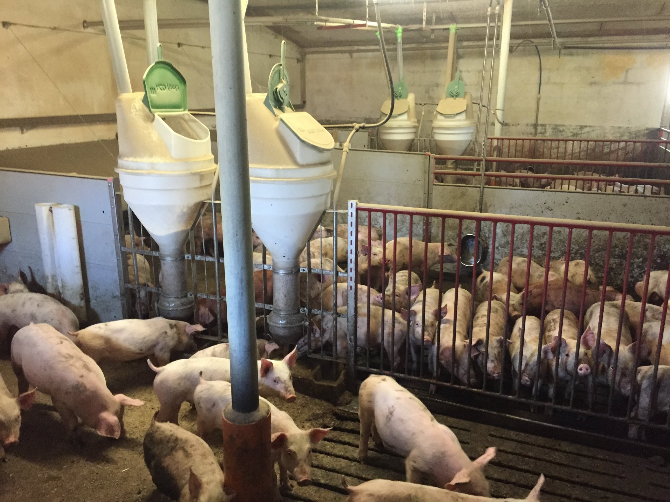 Fremhævet  billede i fuldskærmstilstand. Billede af Badskærvej 60, 9352 Dybvad