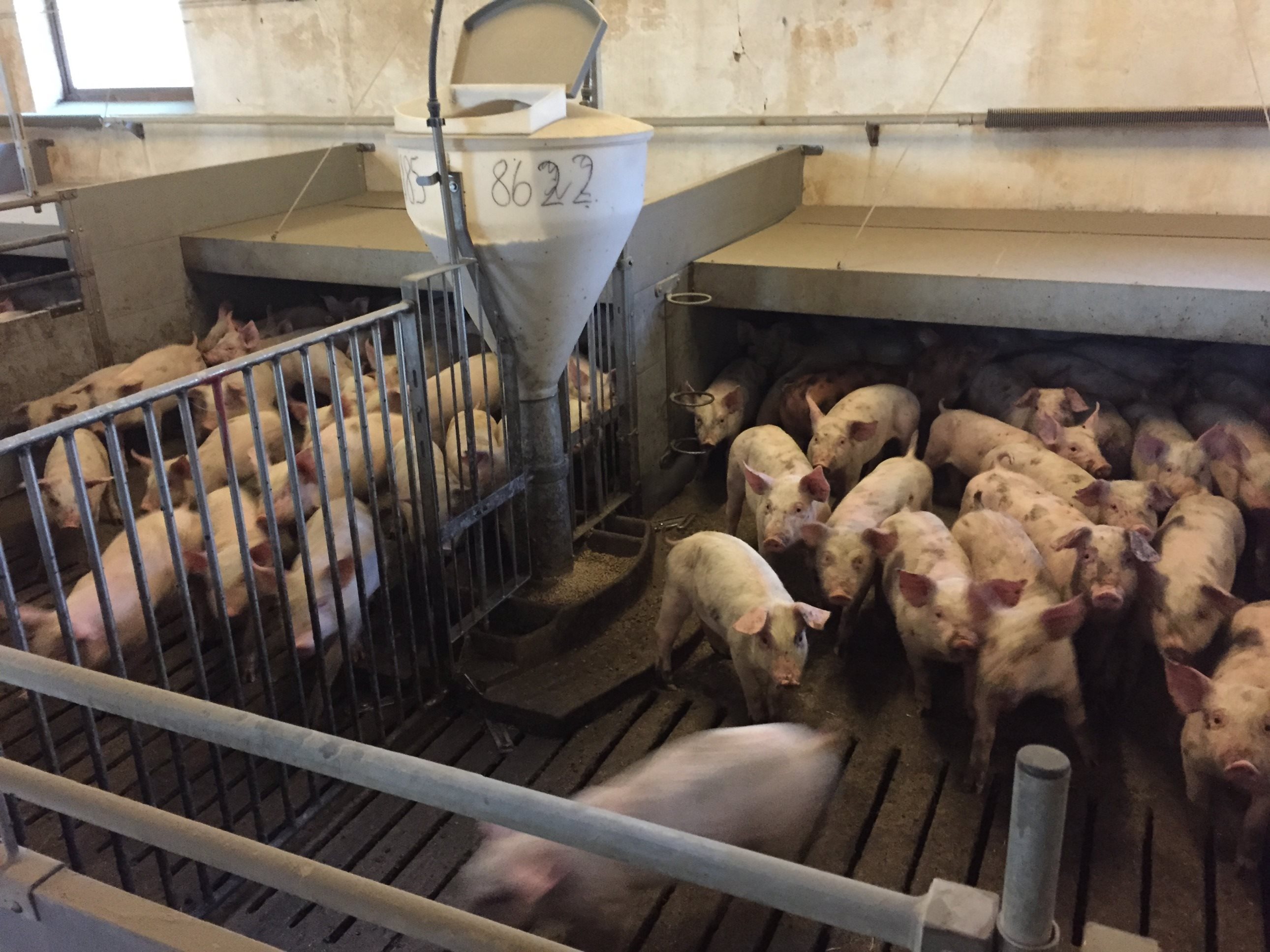 Fremhævet  billede i fuldskærmstilstand. Billede af Badskærvej 60, 9352 Dybvad