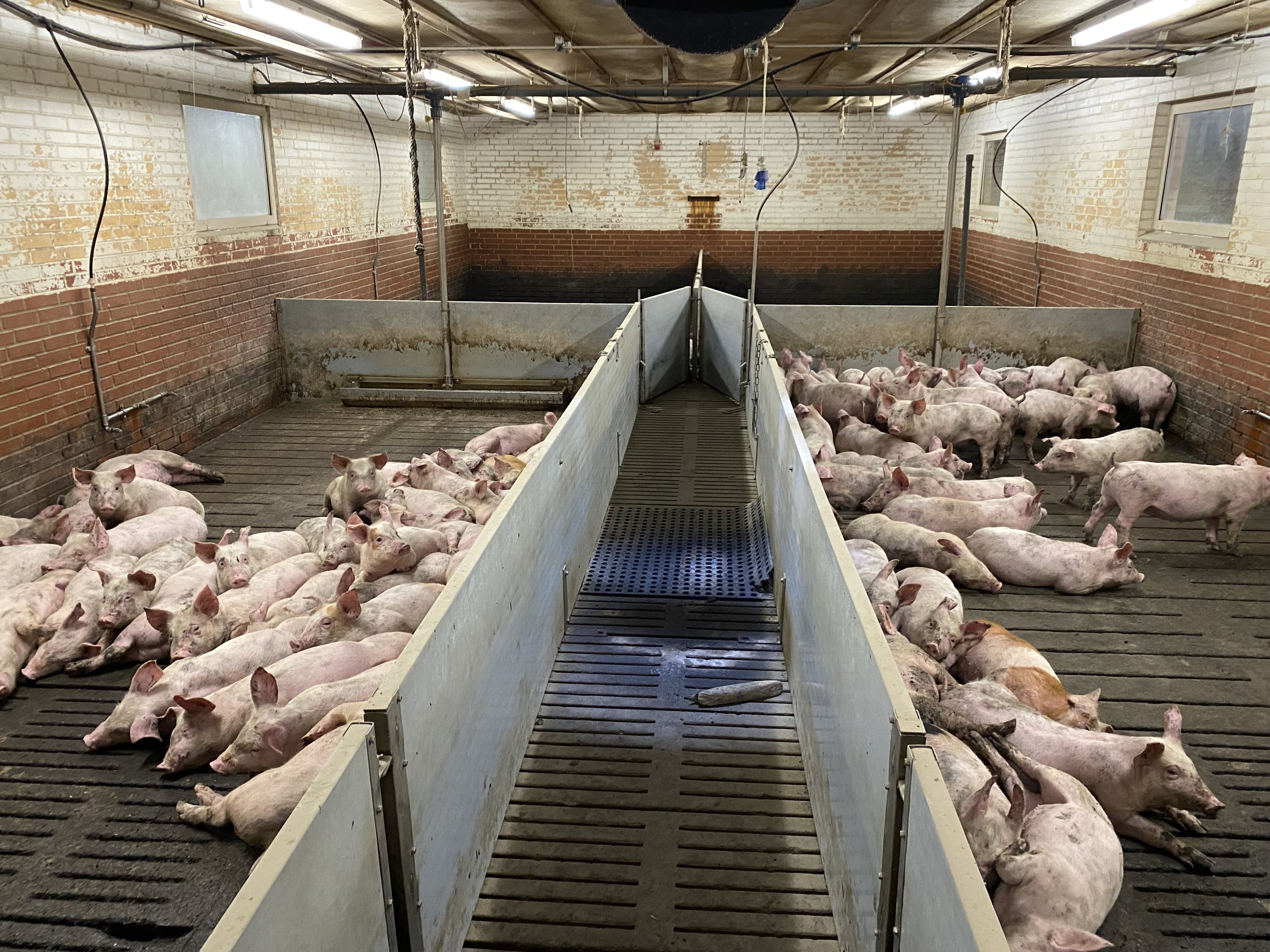 Fremhævet  billede i fuldskærmstilstand. Billede af Dorthealundsvej 3, Dorthealund, 5683 Haarby