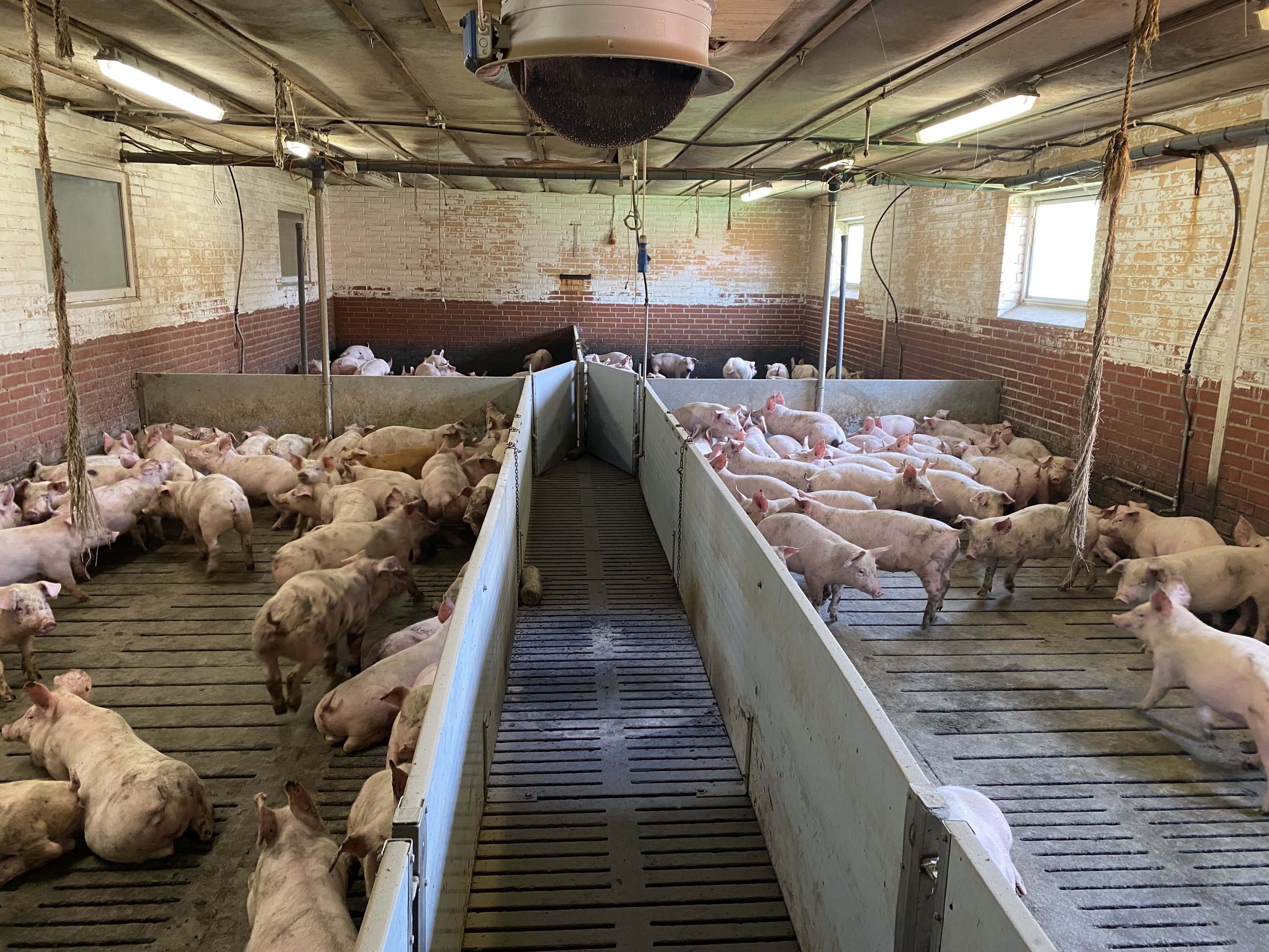 Fremhævet  billede i fuldskærmstilstand. Billede af Dorthealundsvej 3, Dorthealund, 5683 Haarby