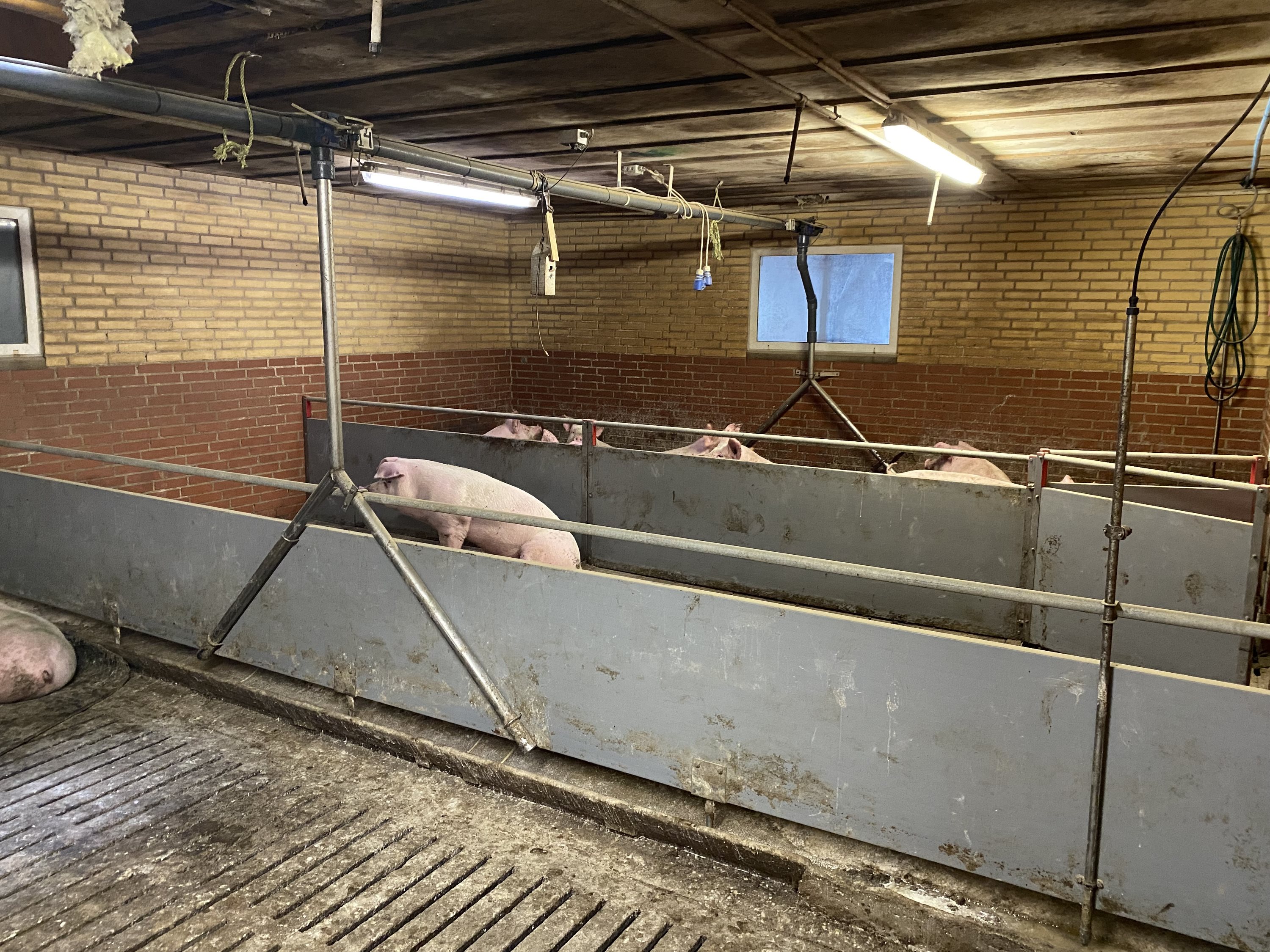 Fremhævet  billede i fuldskærmstilstand. Billede af Dorthealundsvej 3, Dorthealund, 5683 Haarby