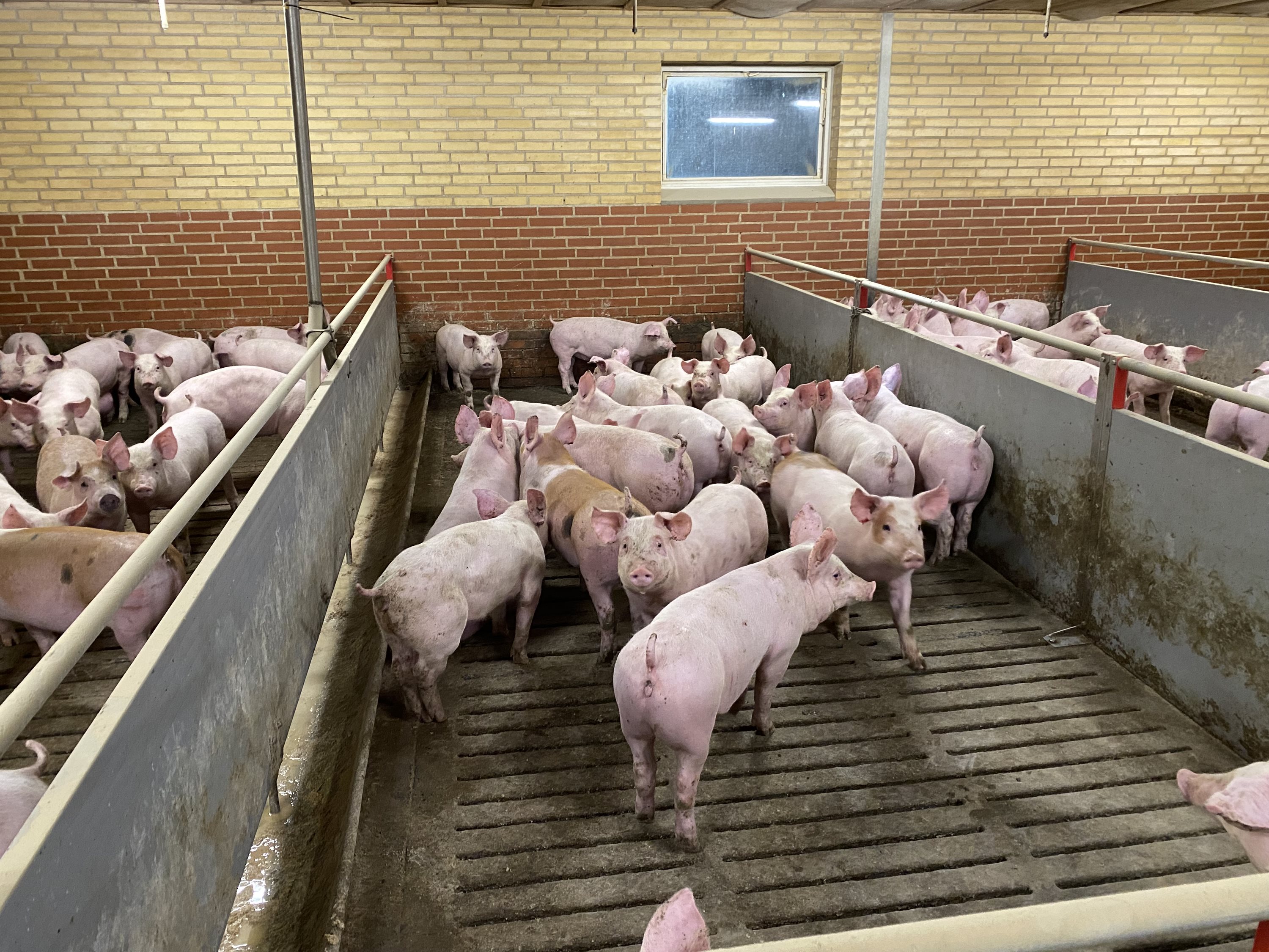 Fremhævet  billede i fuldskærmstilstand. Billede af Dorthealundsvej 3, Dorthealund, 5683 Haarby