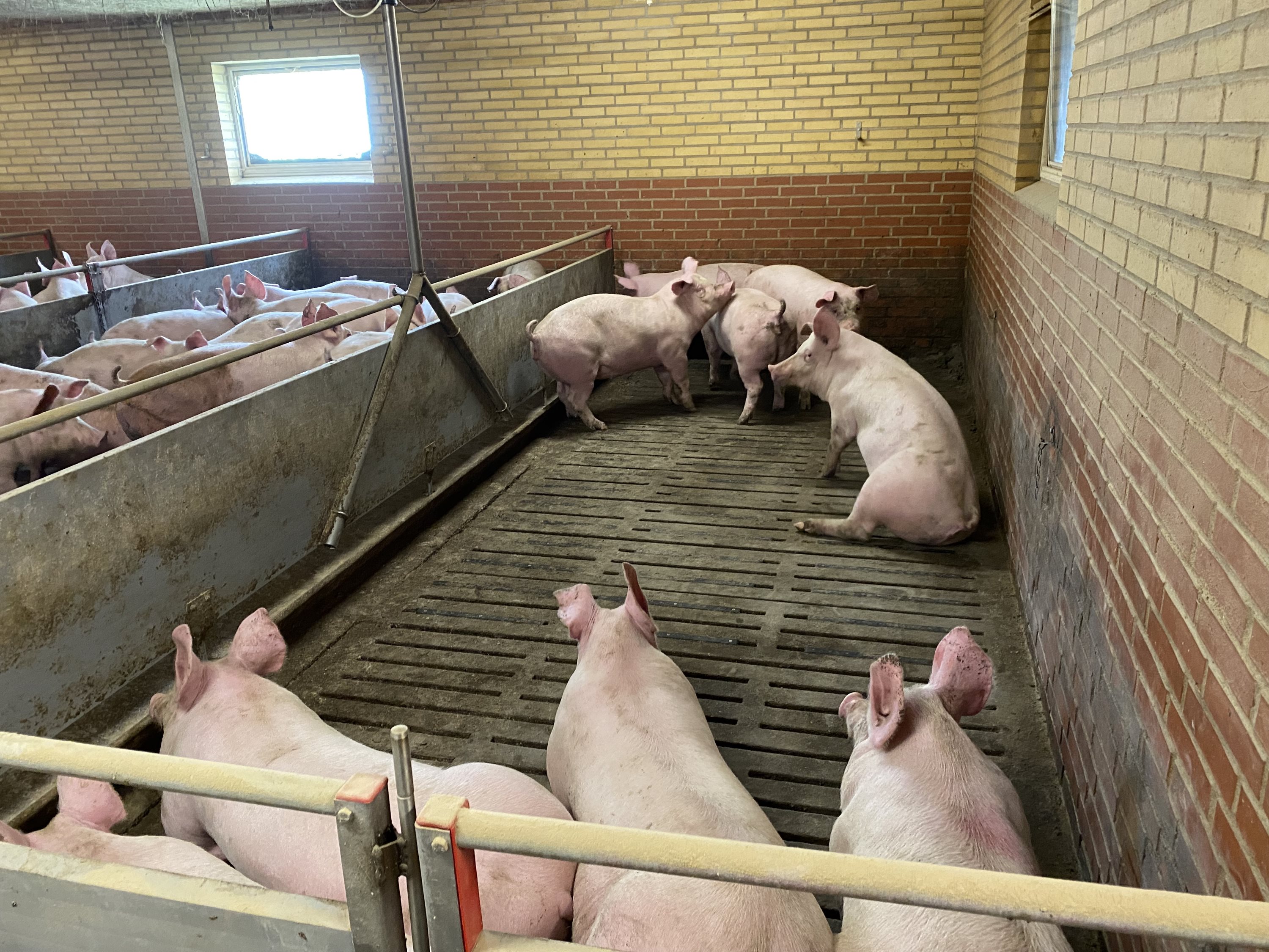 Fremhævet  billede i fuldskærmstilstand. Billede af Dorthealundsvej 3, Dorthealund, 5683 Haarby