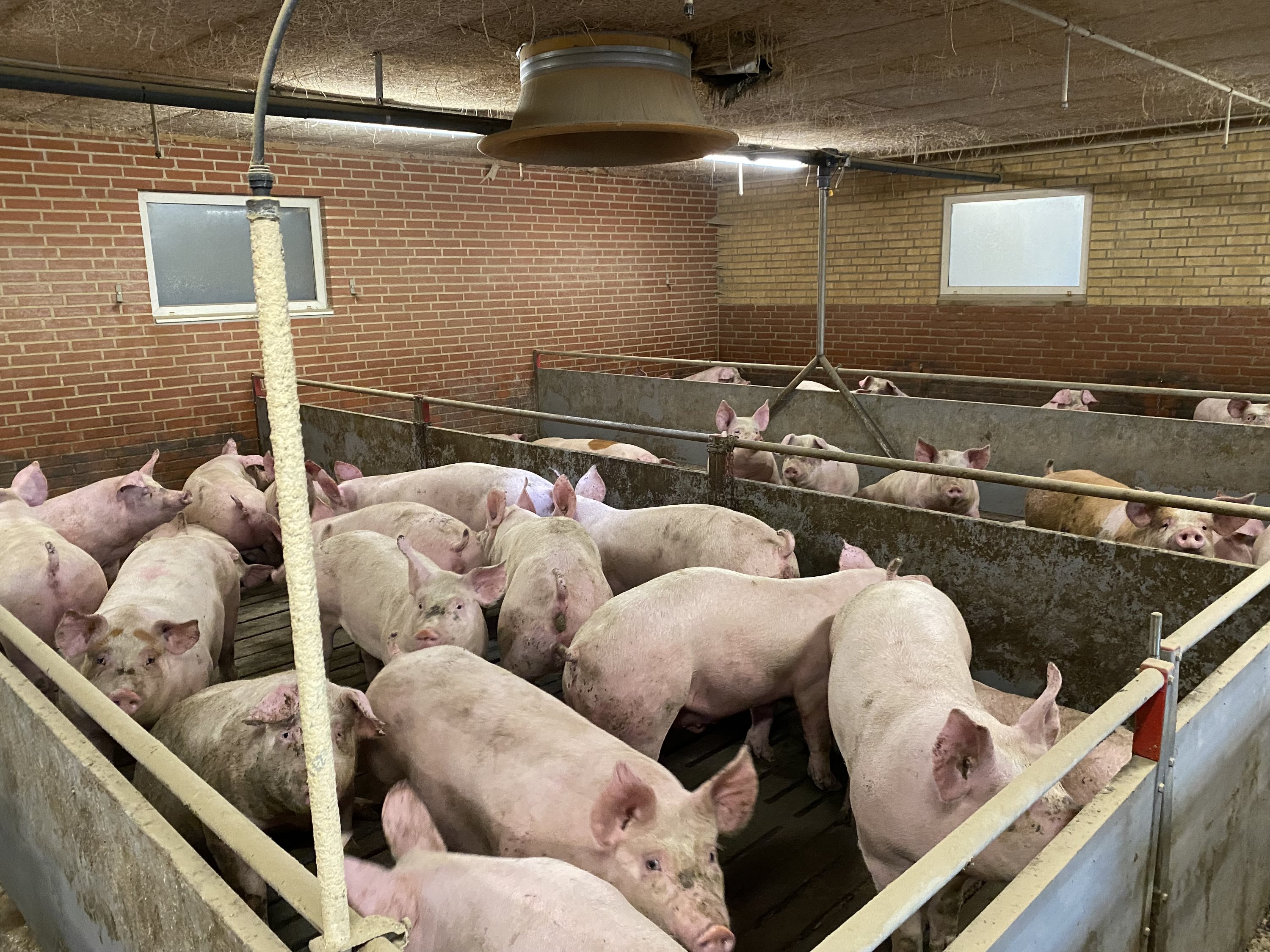 Fremhævet  billede i fuldskærmstilstand. Billede af Dorthealundsvej 3, Dorthealund, 5683 Haarby