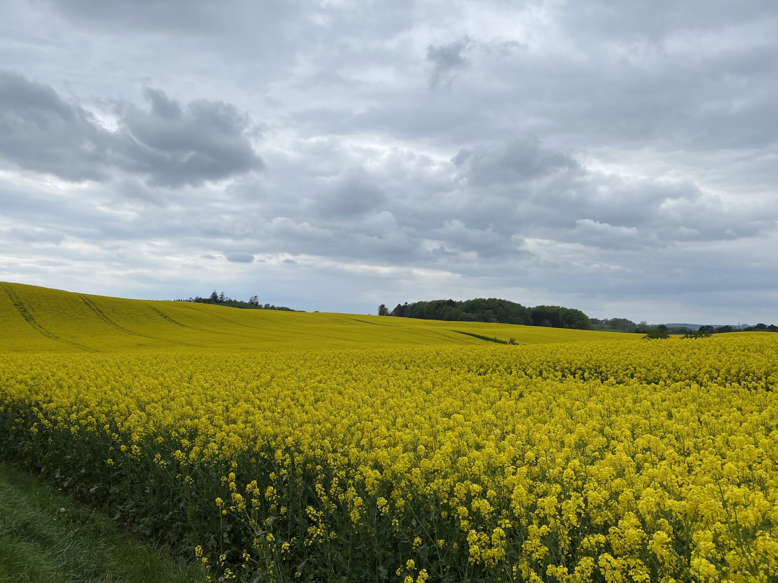 Fremhævet  billede i fuldskærmstilstand. Billede af Dorthealundsvej 3, Dorthealund, 5683 Haarby