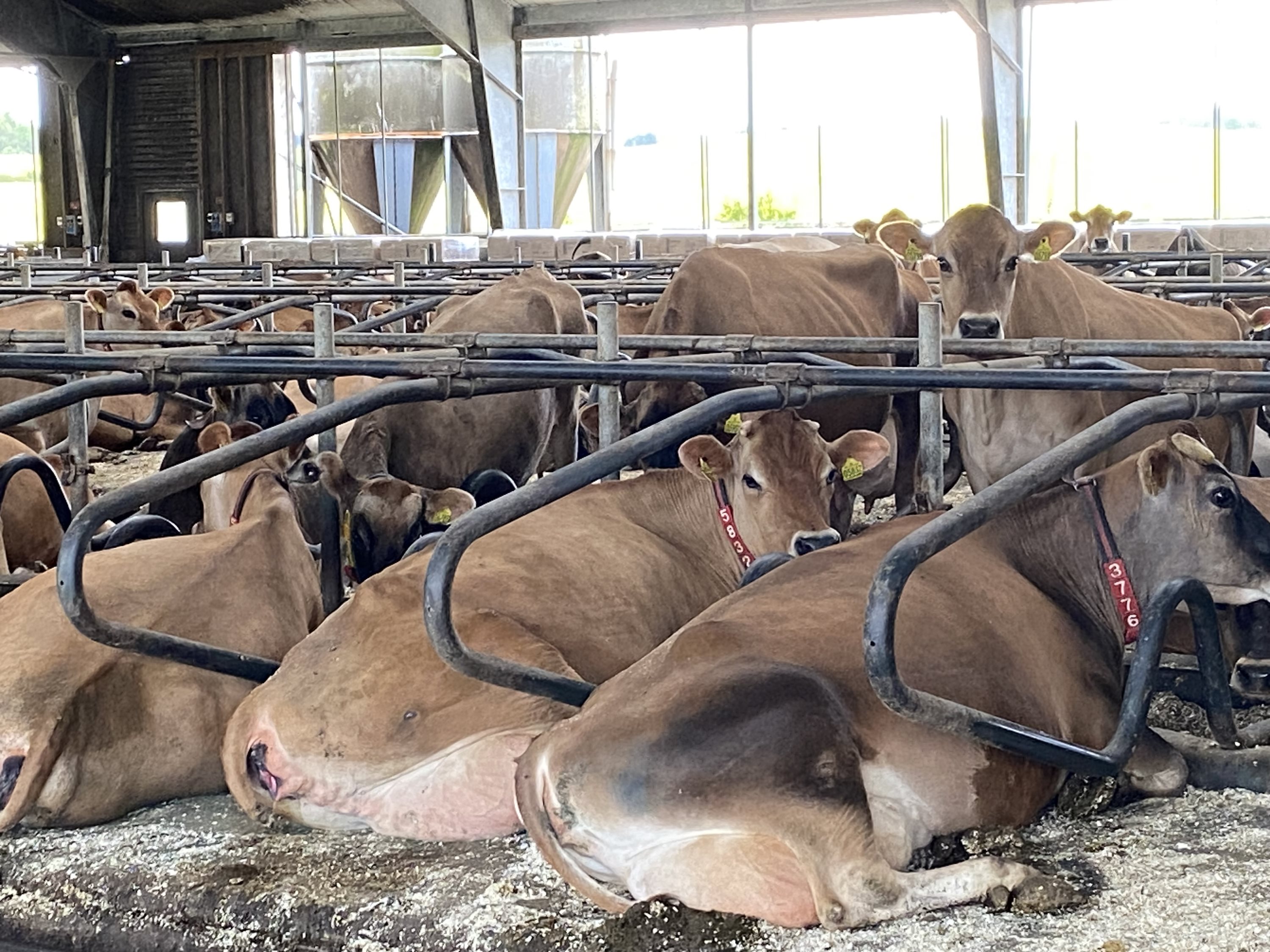 Fremhævet  billede i fuldskærmstilstand. Billede af Dorthealundsvej 3, Dorthealund, 5683 Haarby