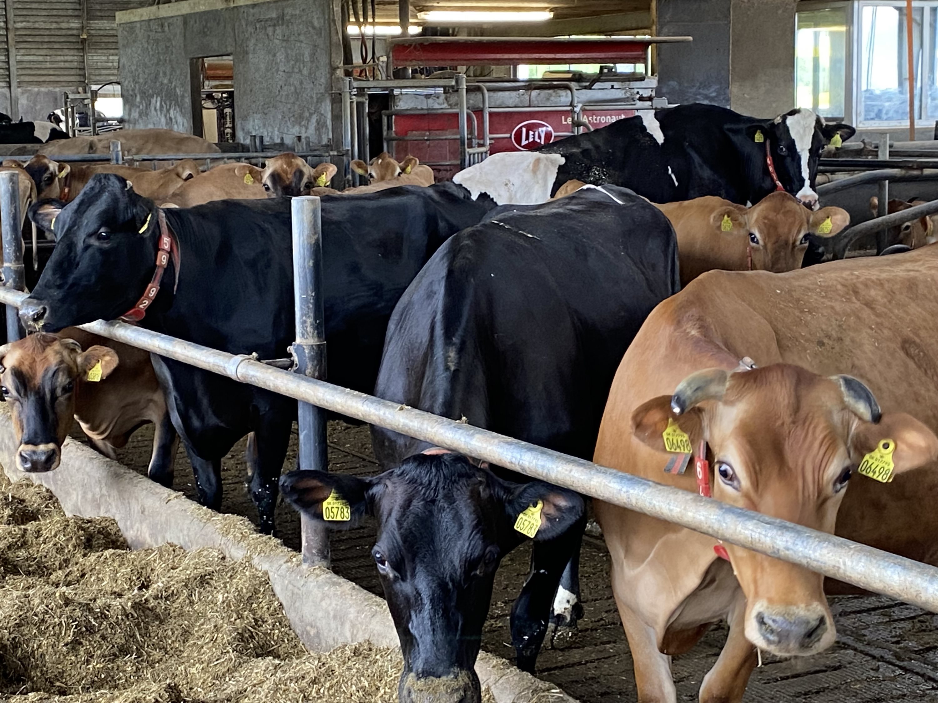 Fremhævet  billede i fuldskærmstilstand. Billede af Dorthealundsvej 3, Dorthealund, 5683 Haarby