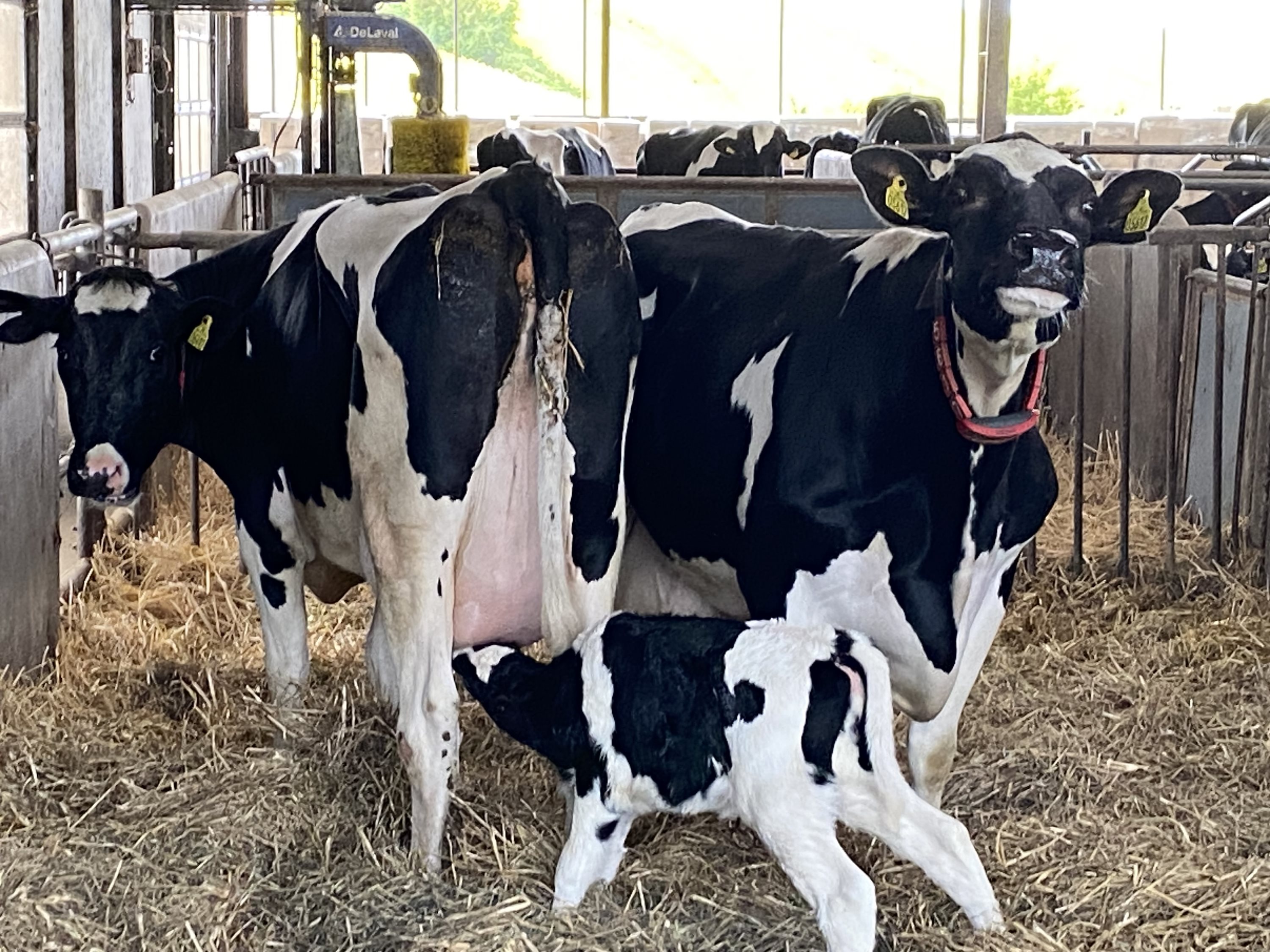 Fremhævet  billede i fuldskærmstilstand. Billede af Dorthealundsvej 3, Dorthealund, 5683 Haarby