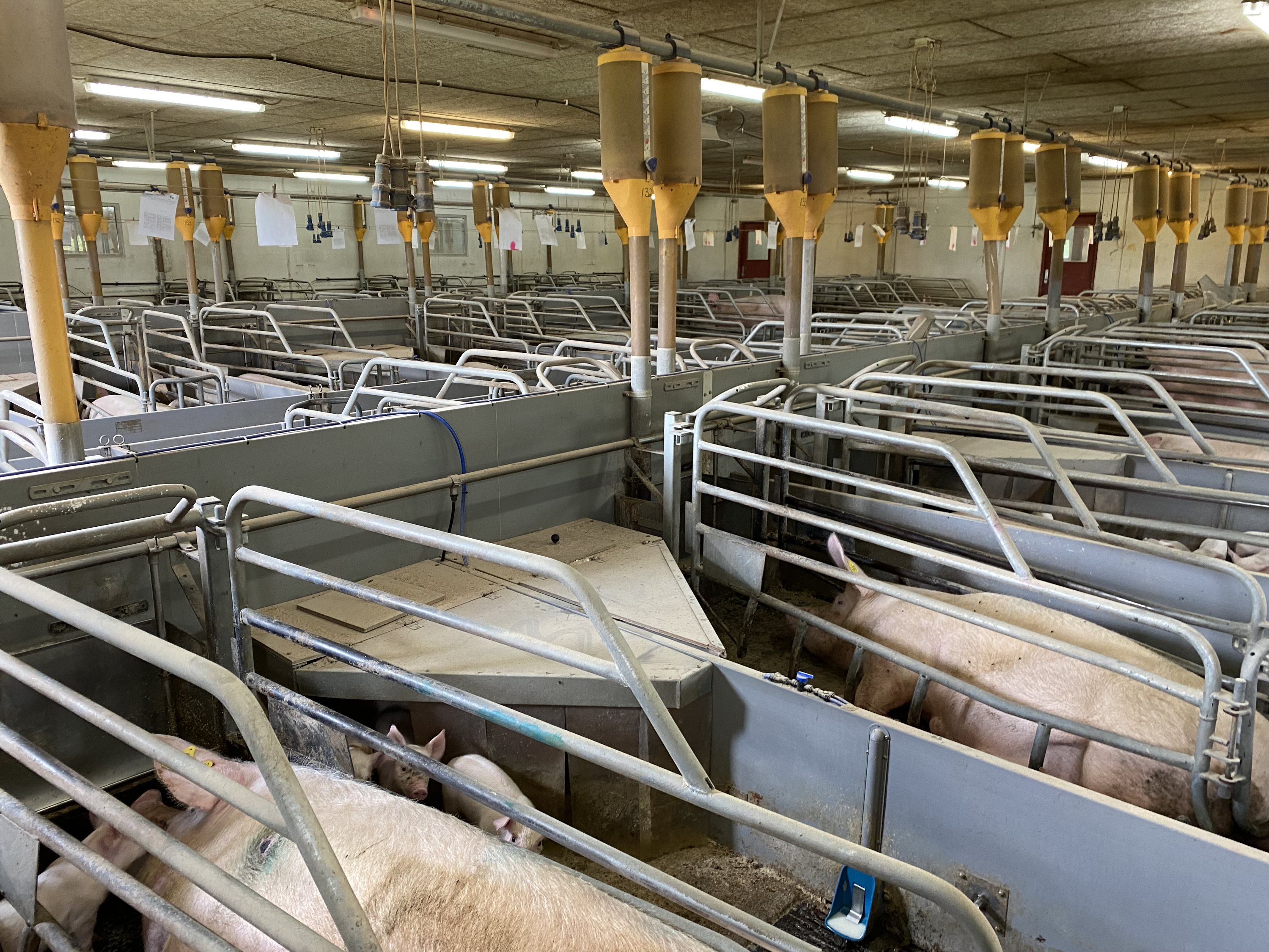 Fremhævet  billede i fuldskærmstilstand. Billede af Dorthealundsvej 3, Dorthealund, 5683 Haarby