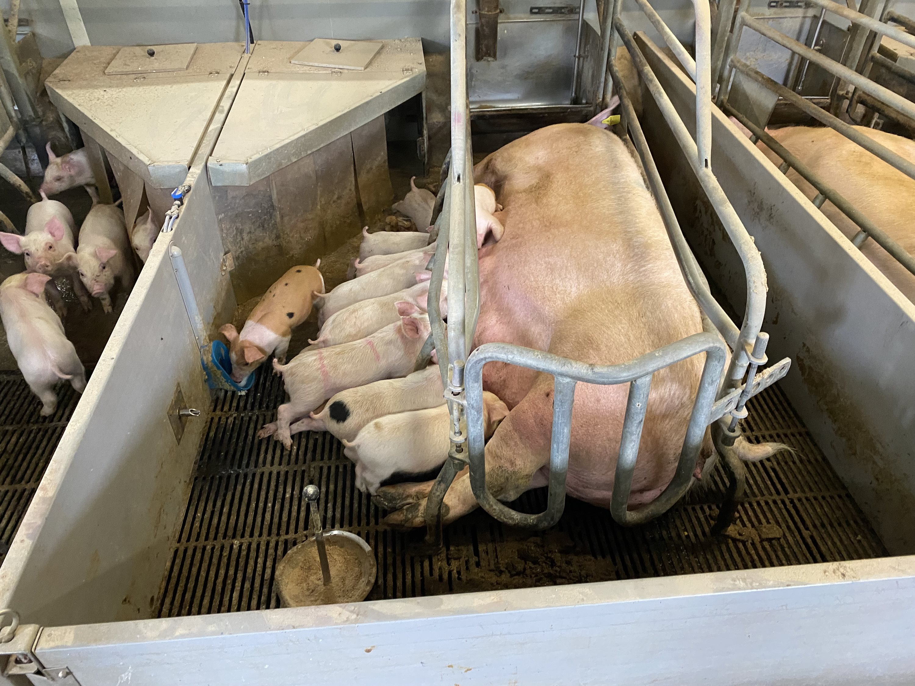 Fremhævet  billede i fuldskærmstilstand. Billede af Dorthealundsvej 3, Dorthealund, 5683 Haarby