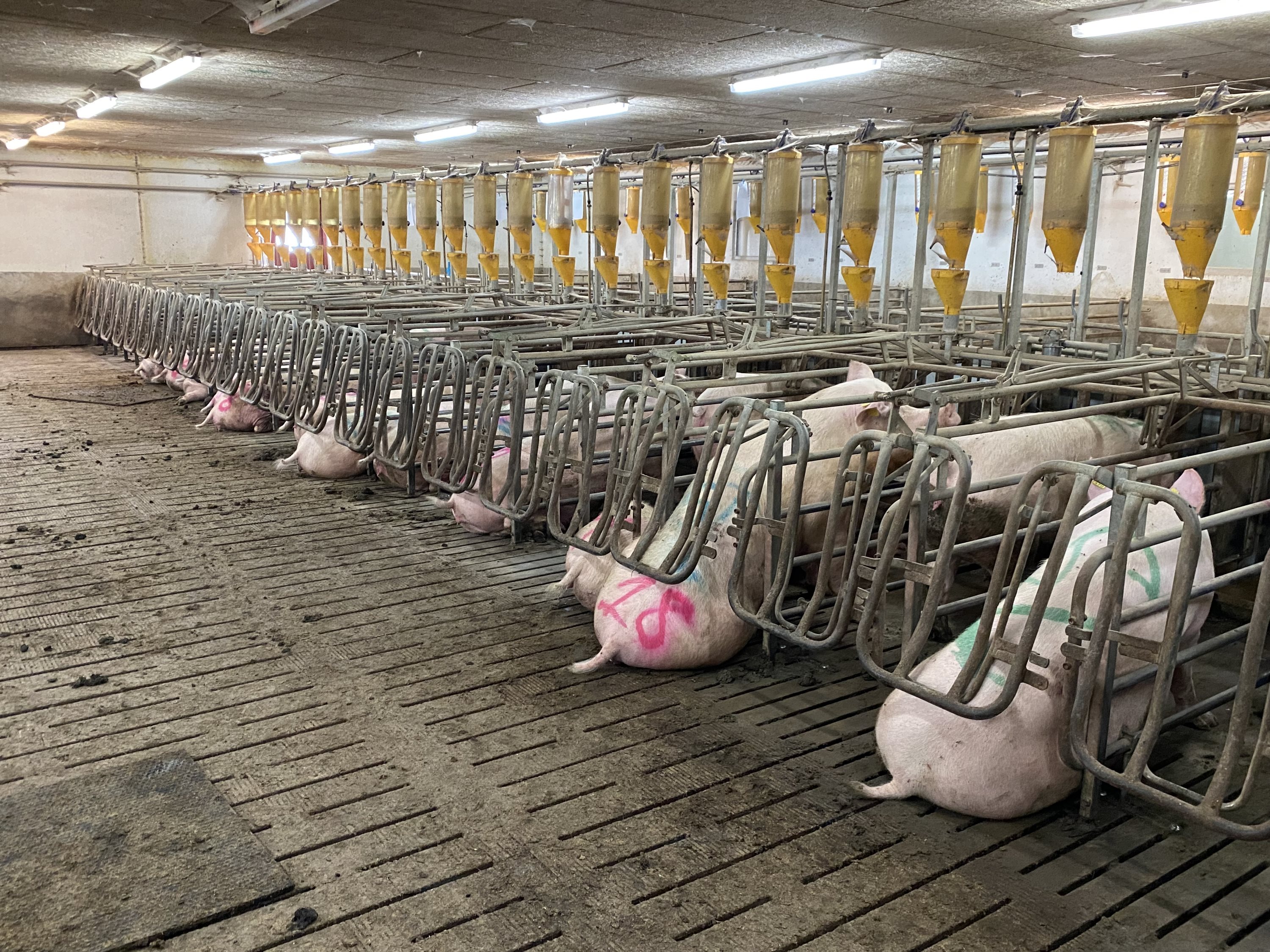 Fremhævet  billede i fuldskærmstilstand. Billede af Dorthealundsvej 3, Dorthealund, 5683 Haarby