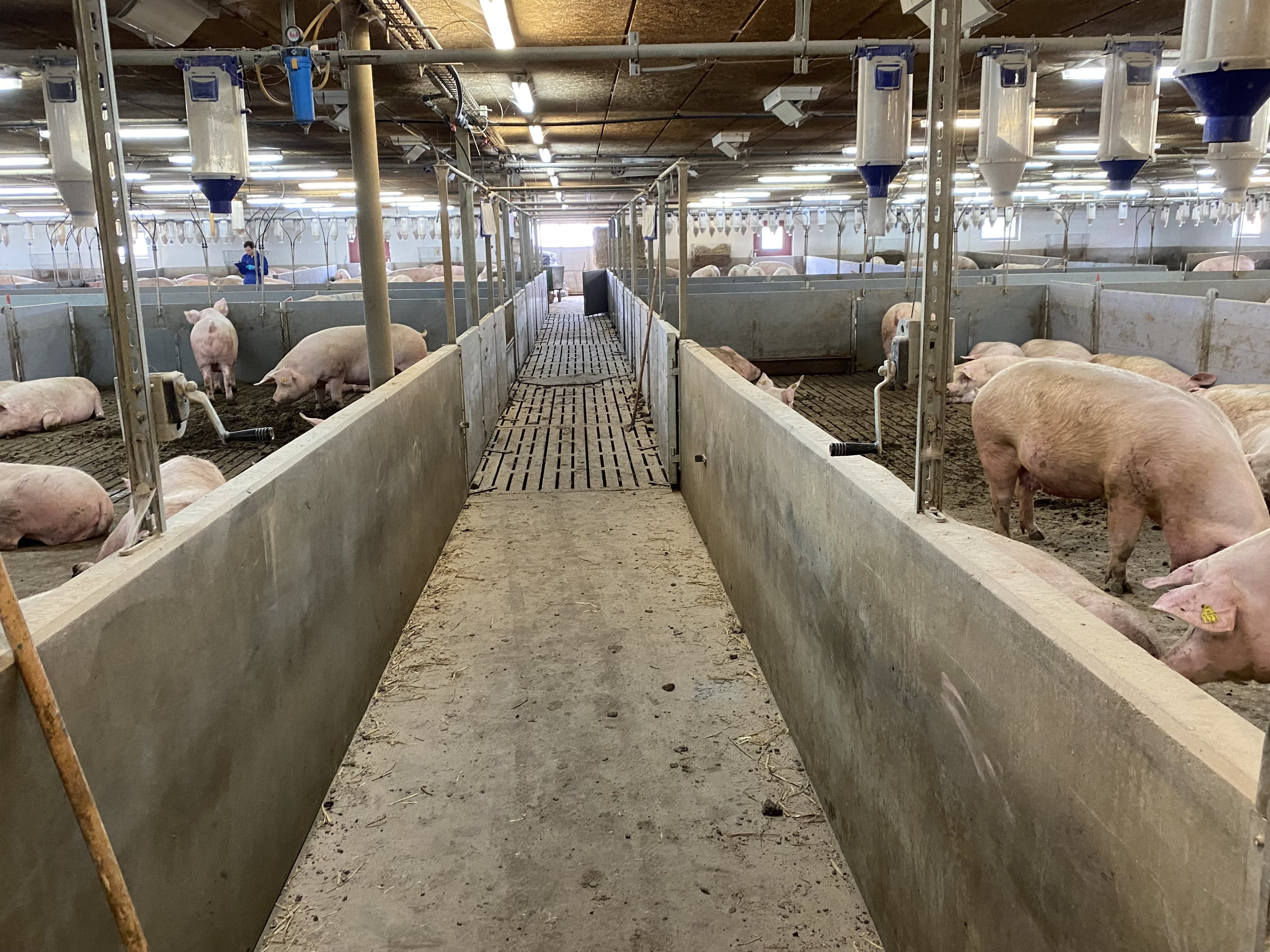 Fremhævet  billede i fuldskærmstilstand. Billede af Dorthealundsvej 3, Dorthealund, 5683 Haarby