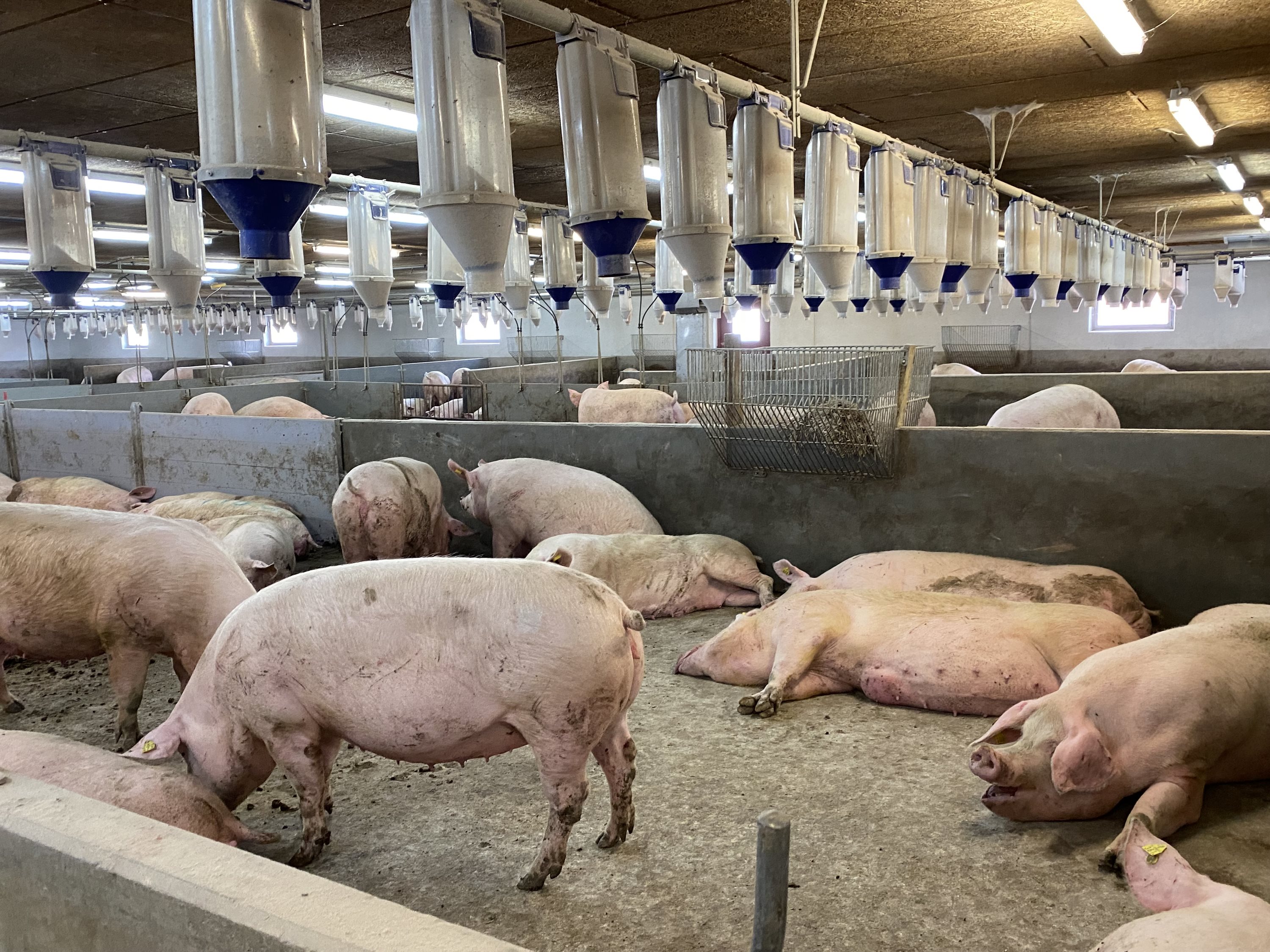 Fremhævet  billede i fuldskærmstilstand. Billede af Dorthealundsvej 3, Dorthealund, 5683 Haarby