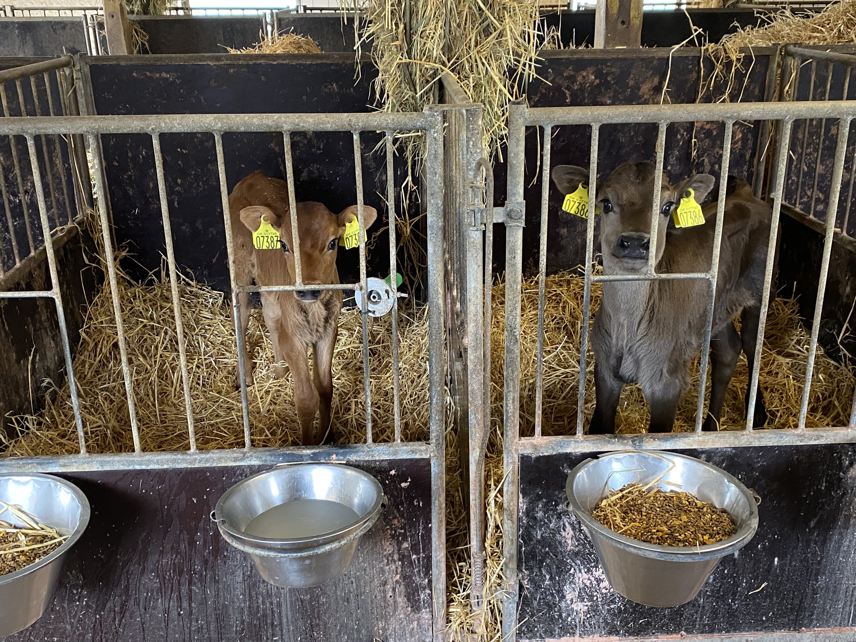 Fremhævet  billede i fuldskærmstilstand. Billede af Dorthealundsvej 3, Dorthealund, 5683 Haarby