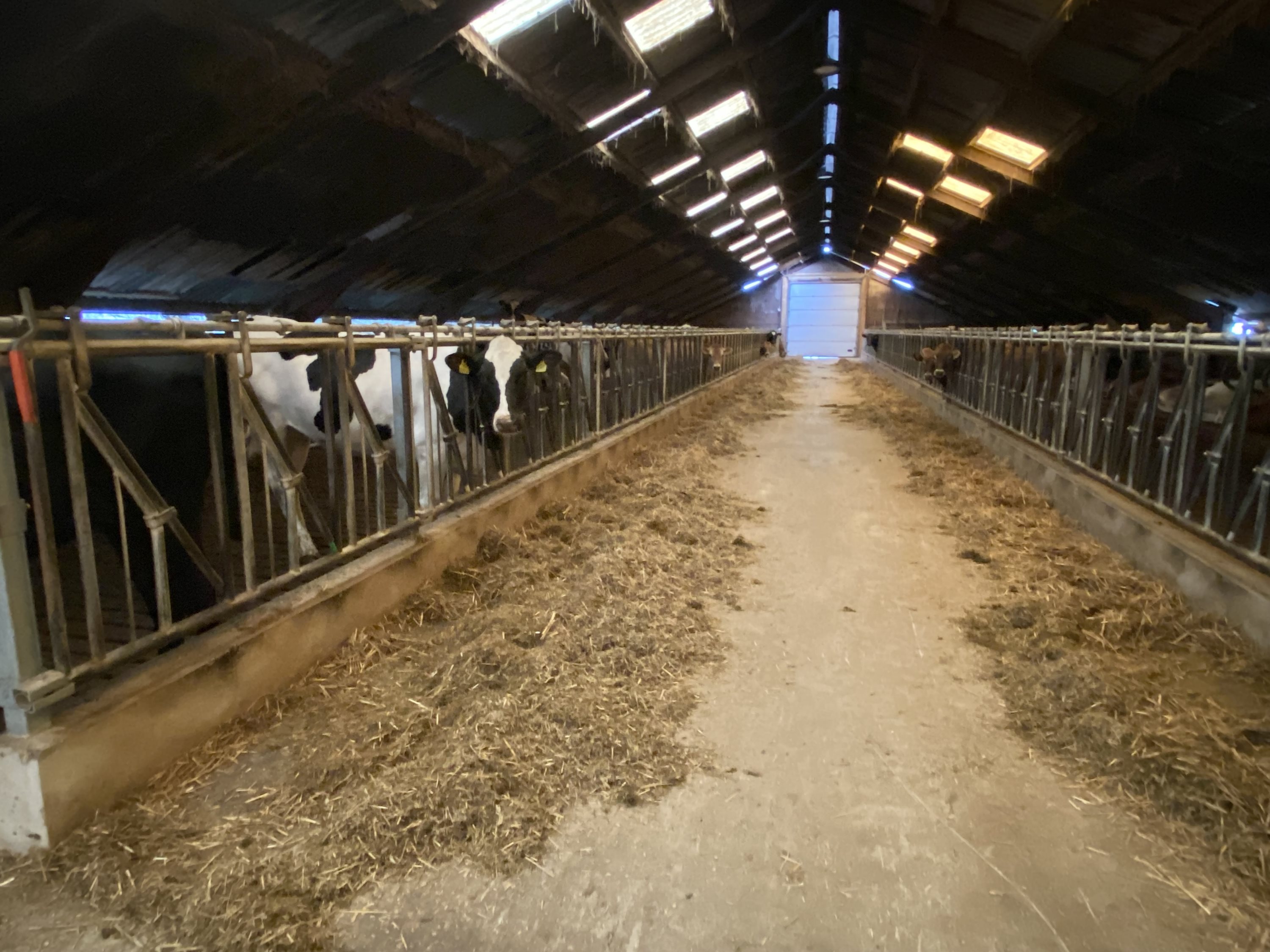 Fremhævet  billede i fuldskærmstilstand. Billede af Dorthealundsvej 3, Dorthealund, 5683 Haarby