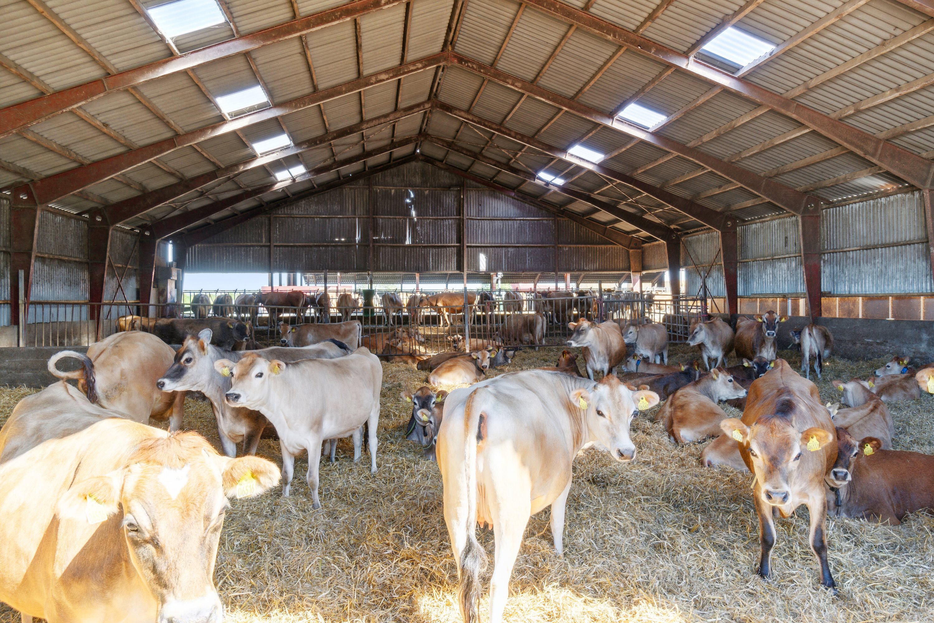 Fremhævet  billede i fuldskærmstilstand. Billede af Krogen 15, 4190 Munke Bjergby