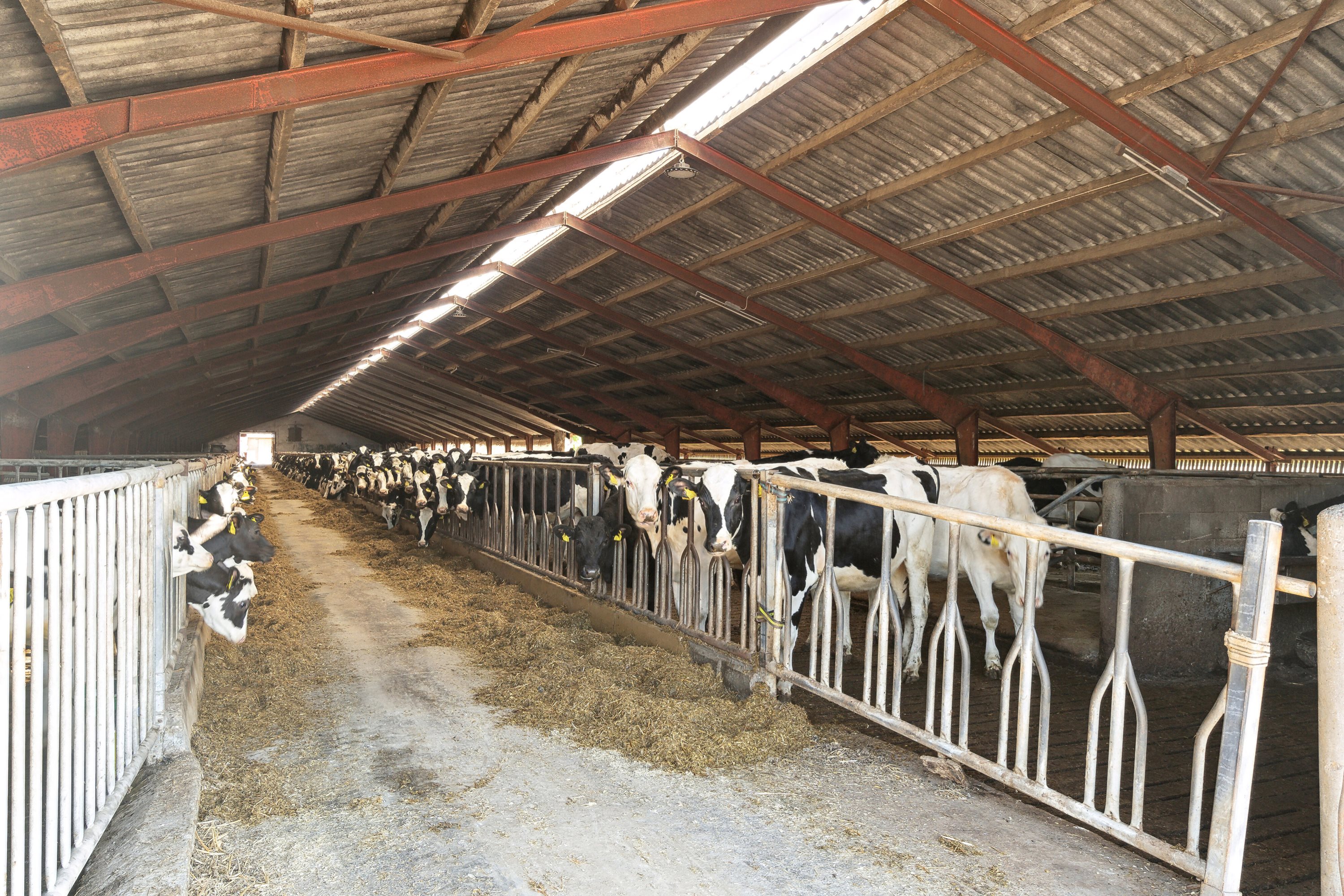 Fremhævet stald billede i fuldskærmstilstand. Billede af Batum Hedevej 8, Batum, 8830 Tjele