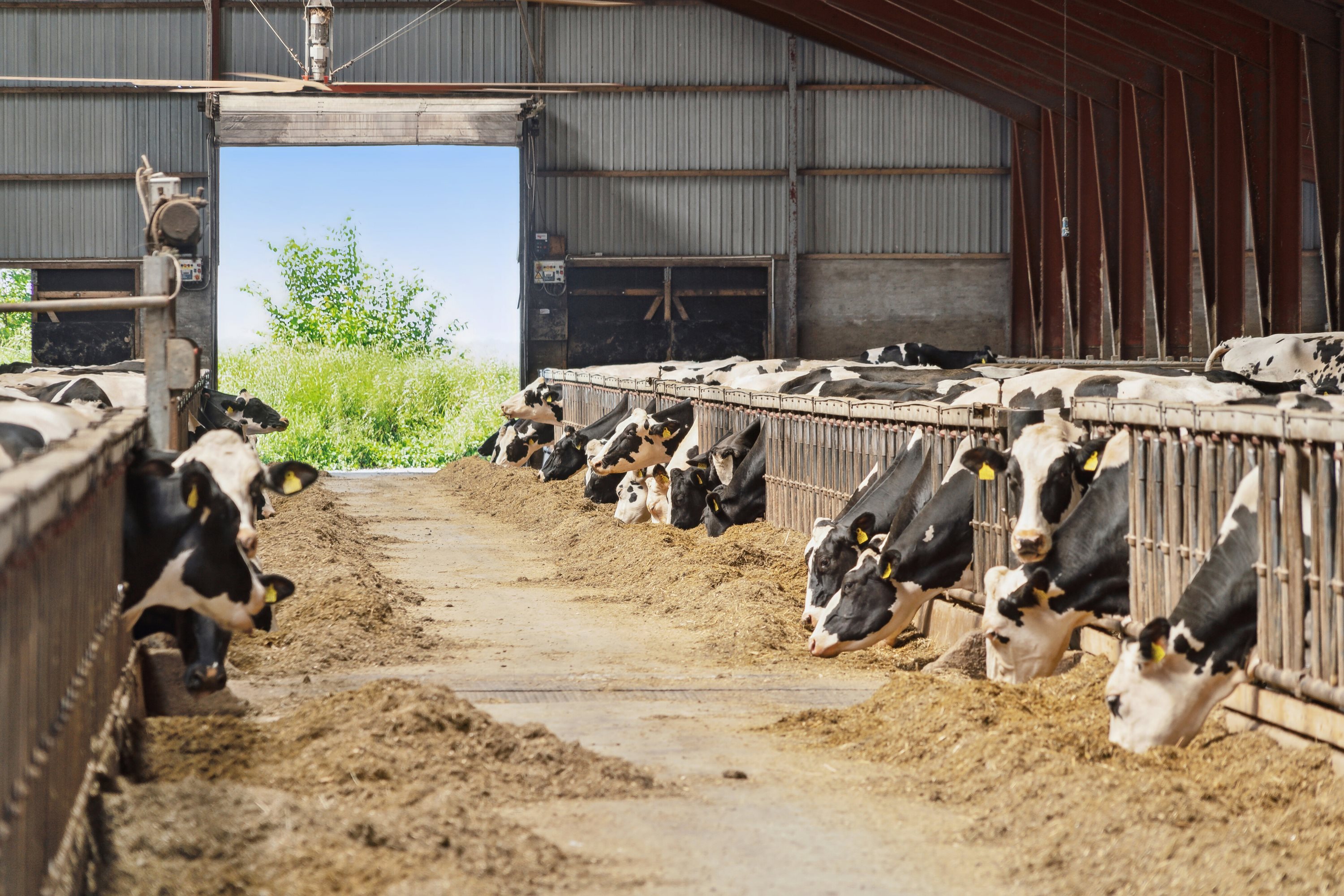 Fremhævet stald billede i fuldskærmstilstand. Billede af Batum Hedevej 8, Batum, 8830 Tjele