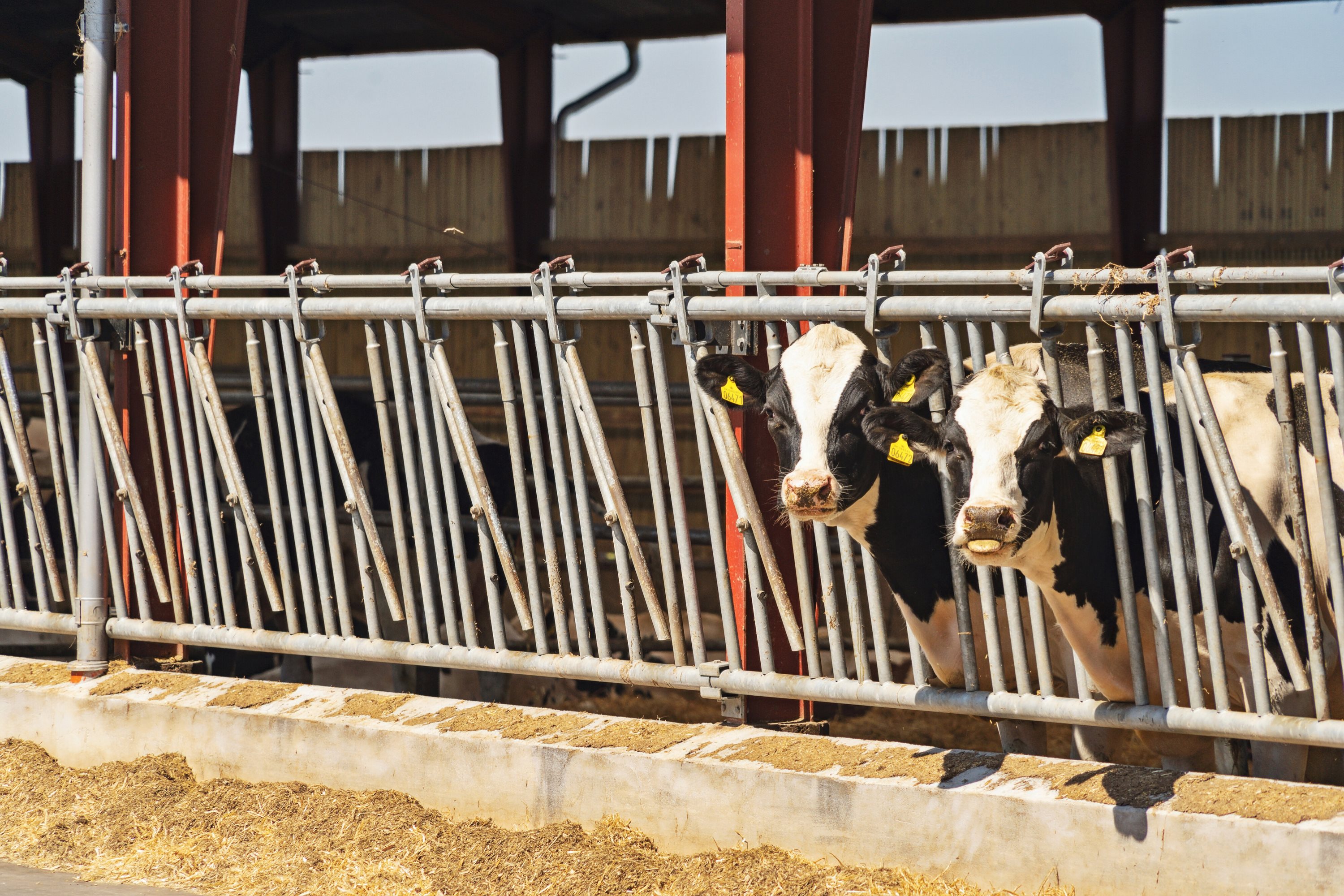 Fremhævet stald billede i fuldskærmstilstand. Billede af Batum Hedevej 8, Batum, 8830 Tjele