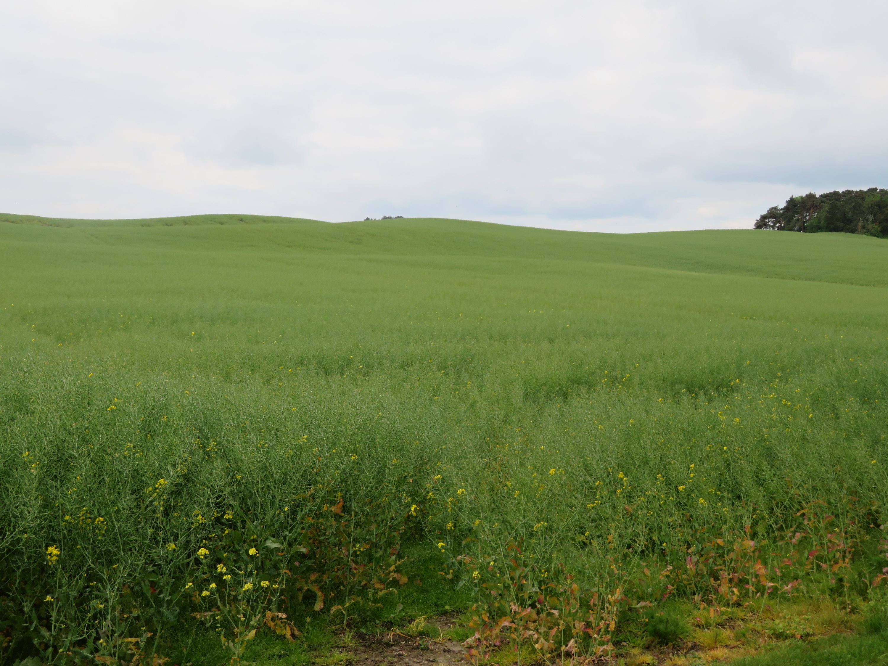 Miniaturebillede 1: . Billede af Quelstrupvej 1, 8420 Knebel