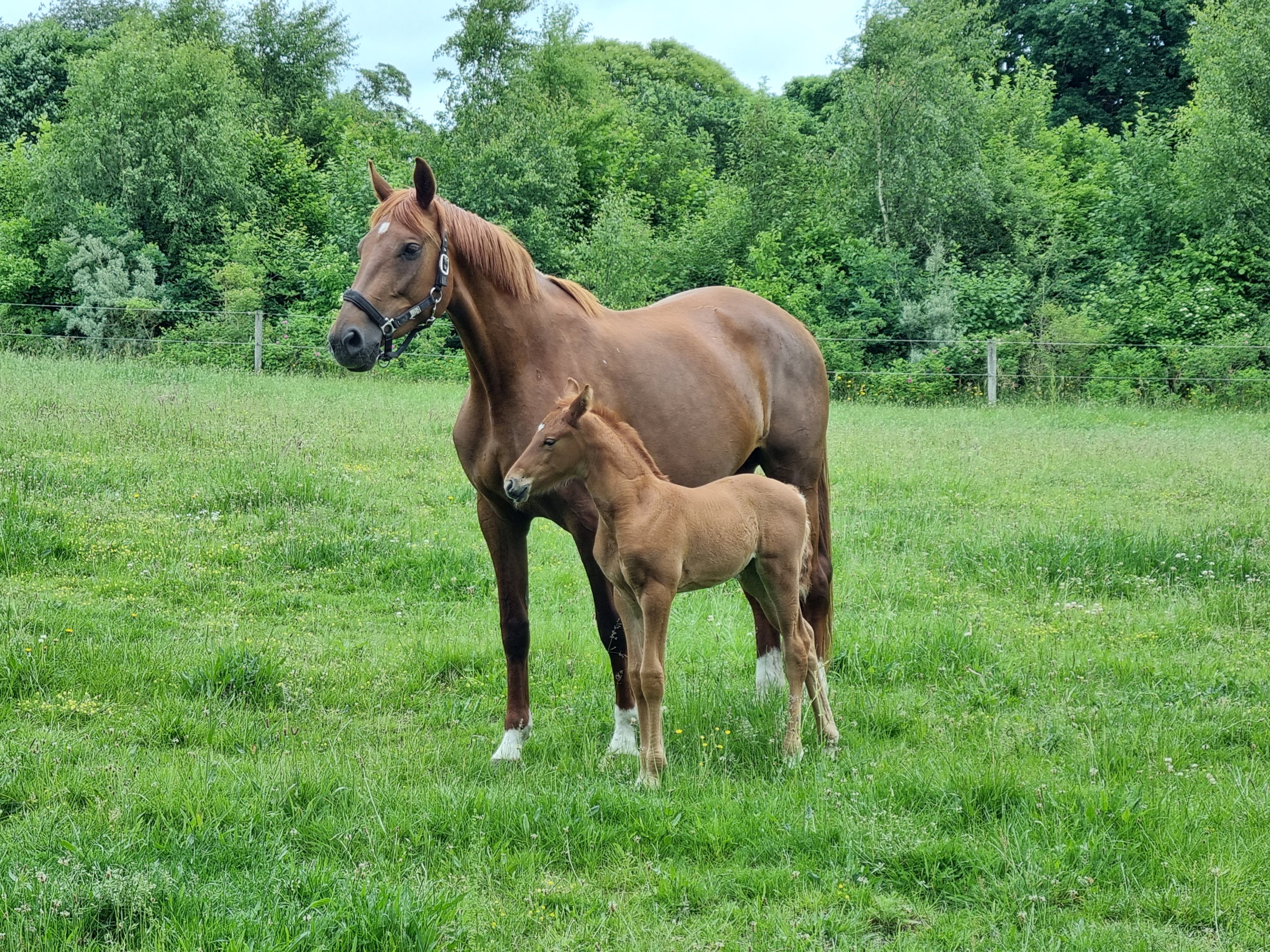 Fremhævet  billede i fuldskærmstilstand. Billede af Gammel Landevej 15, Gl Mølle, 8586 Ørum Djurs