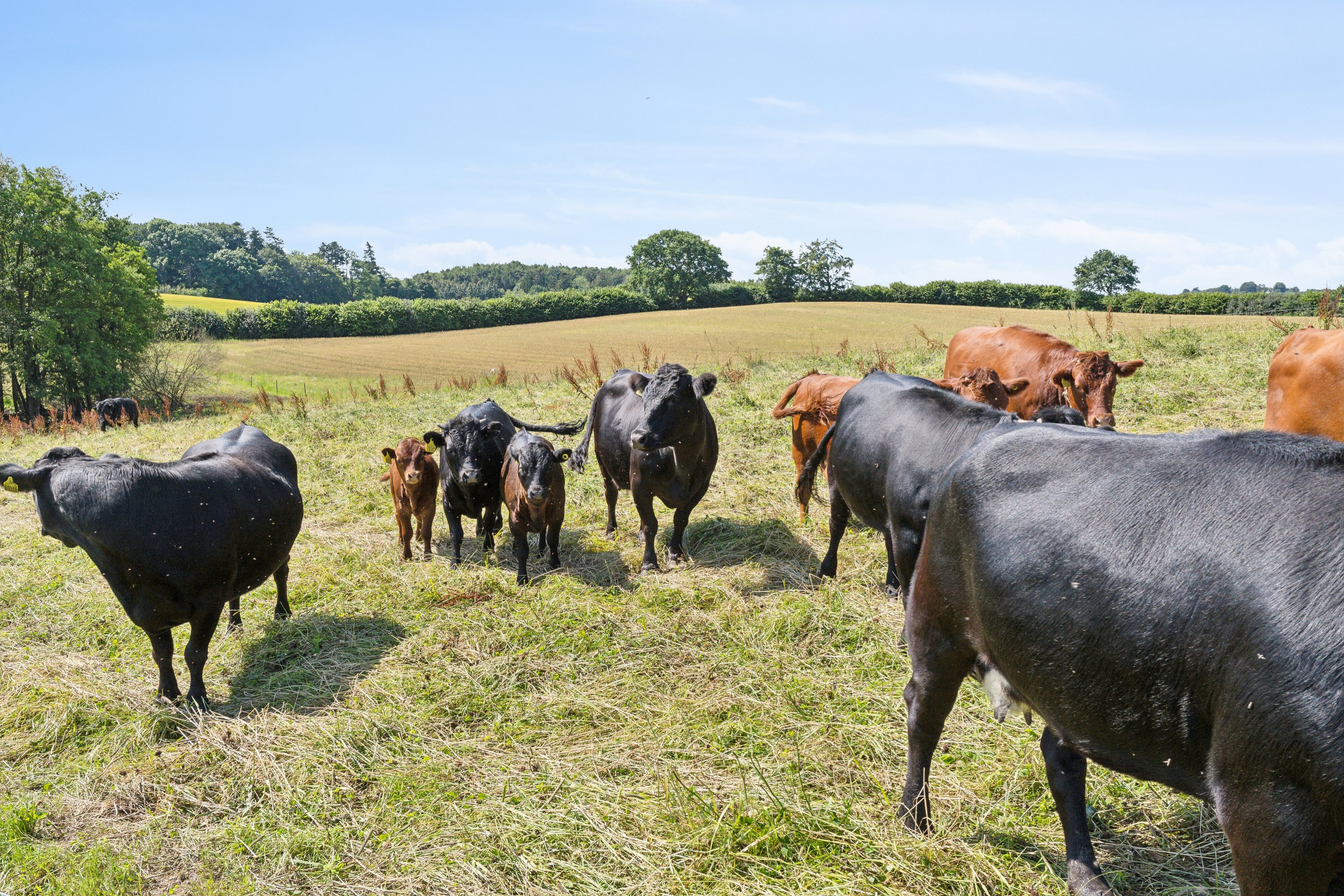 Fremhævet omgivelser billede i fuldskærmstilstand. Billede af Elverodvej 41, 5462 Morud