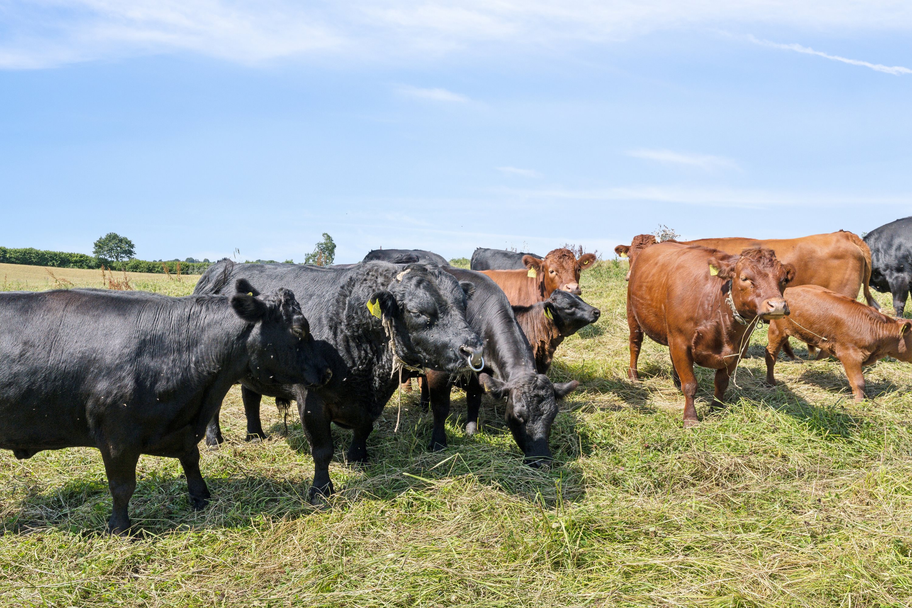 Fremhævet omgivelser billede i fuldskærmstilstand. Billede af Elverodvej 41, 5462 Morud