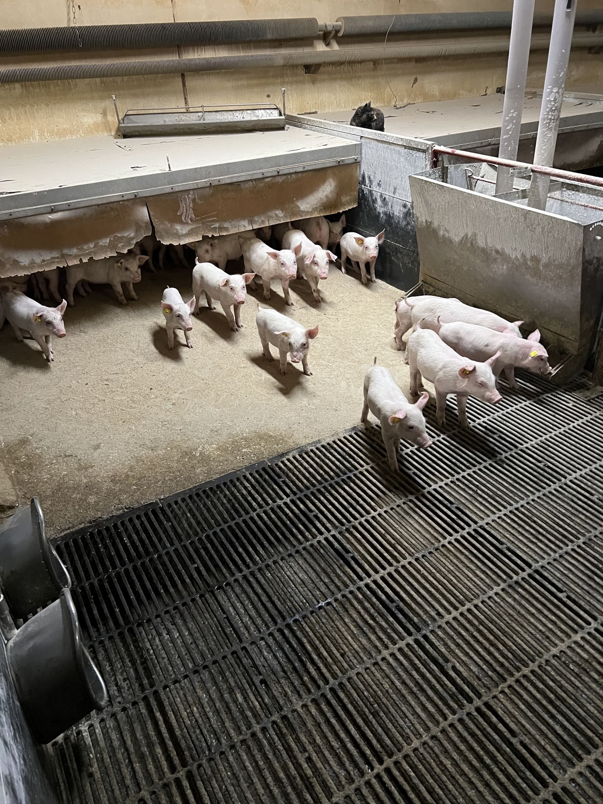 Fremhævet  billede i fuldskærmstilstand. Billede af Badskærvej 60, 9352 Dybvad