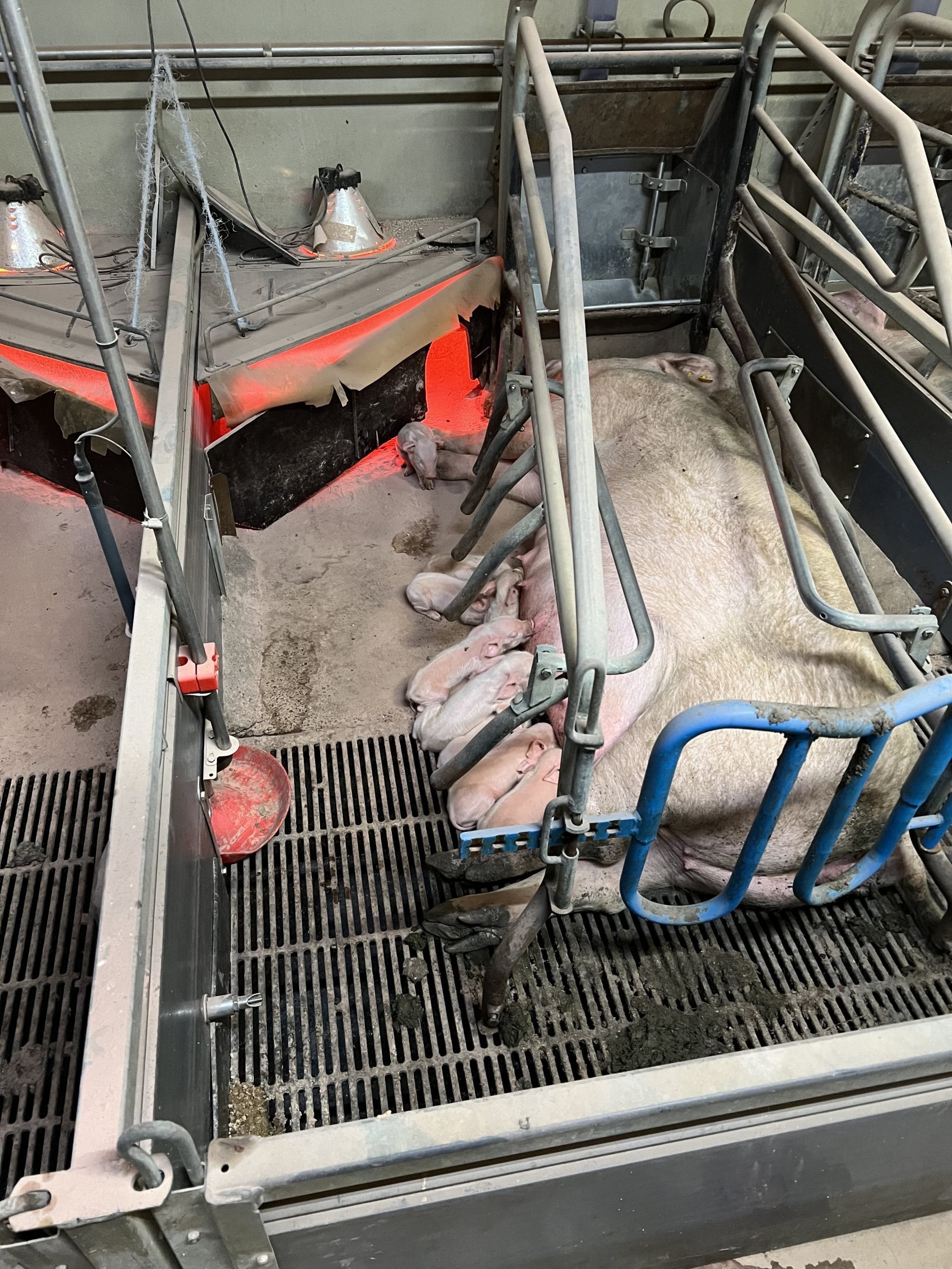 Fremhævet  billede i fuldskærmstilstand. Billede af Badskærvej 60, 9352 Dybvad