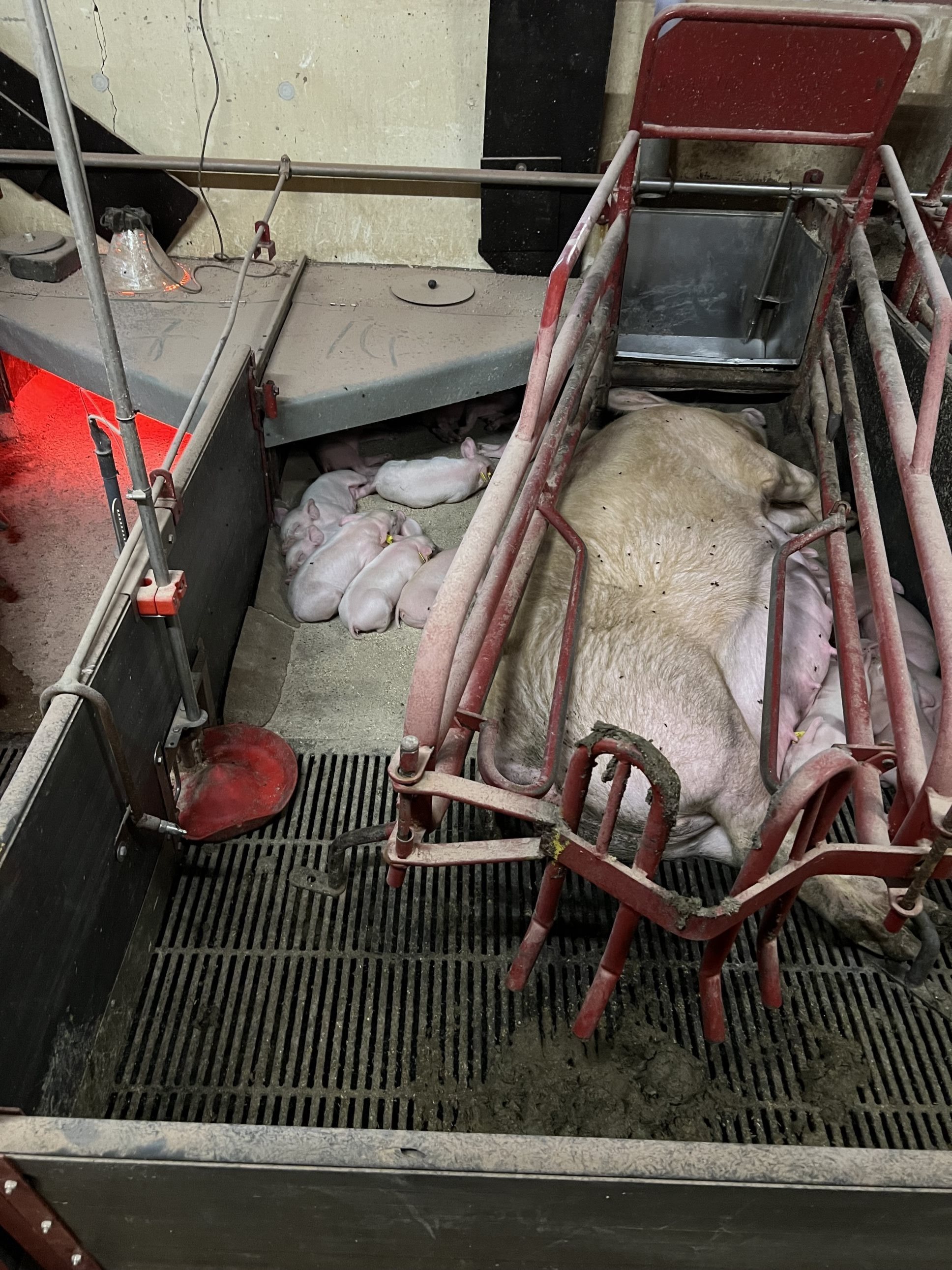 Fremhævet  billede i fuldskærmstilstand. Billede af Badskærvej 60, 9352 Dybvad