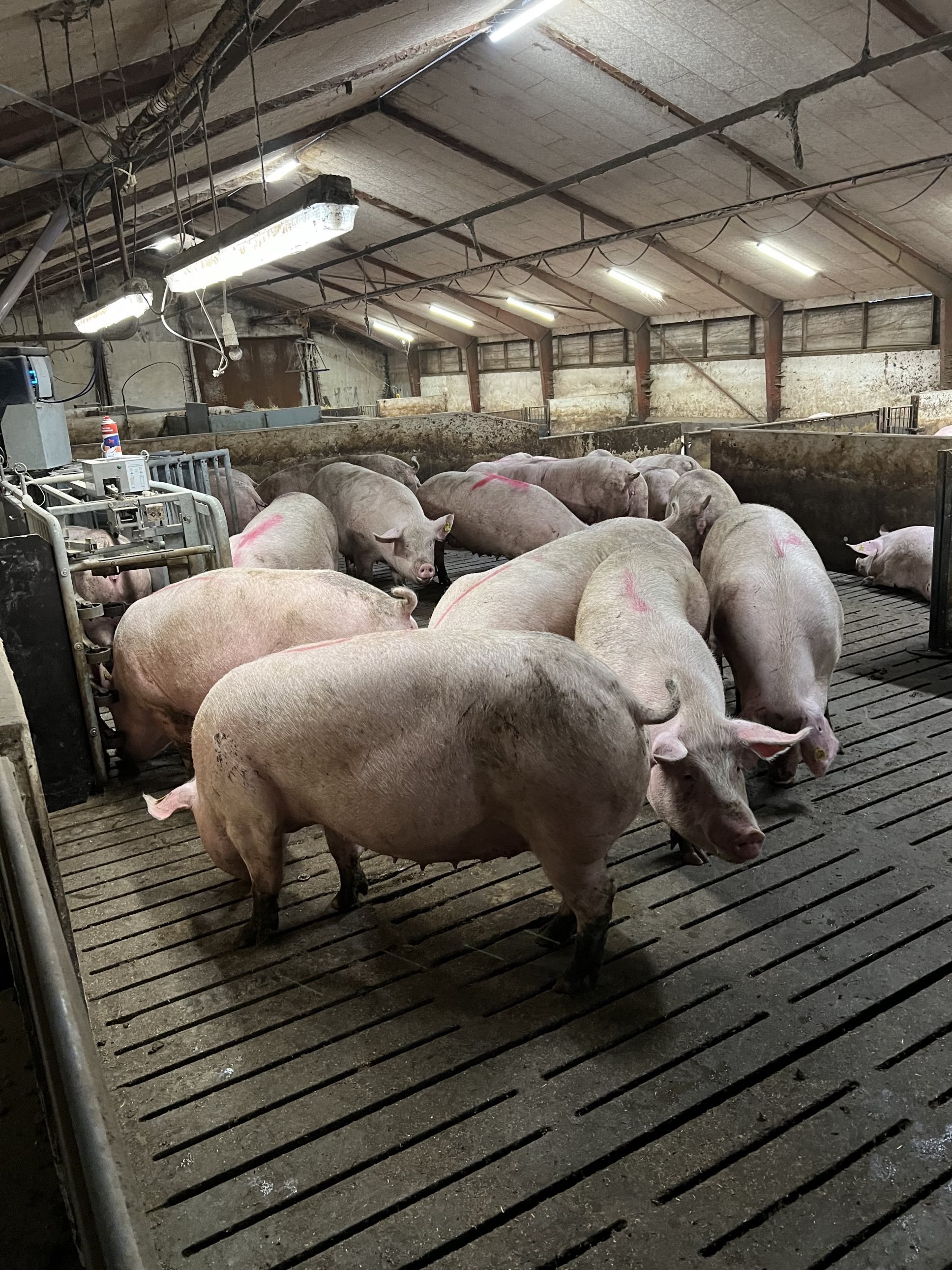 Fremhævet  billede i fuldskærmstilstand. Billede af Badskærvej 60, 9352 Dybvad