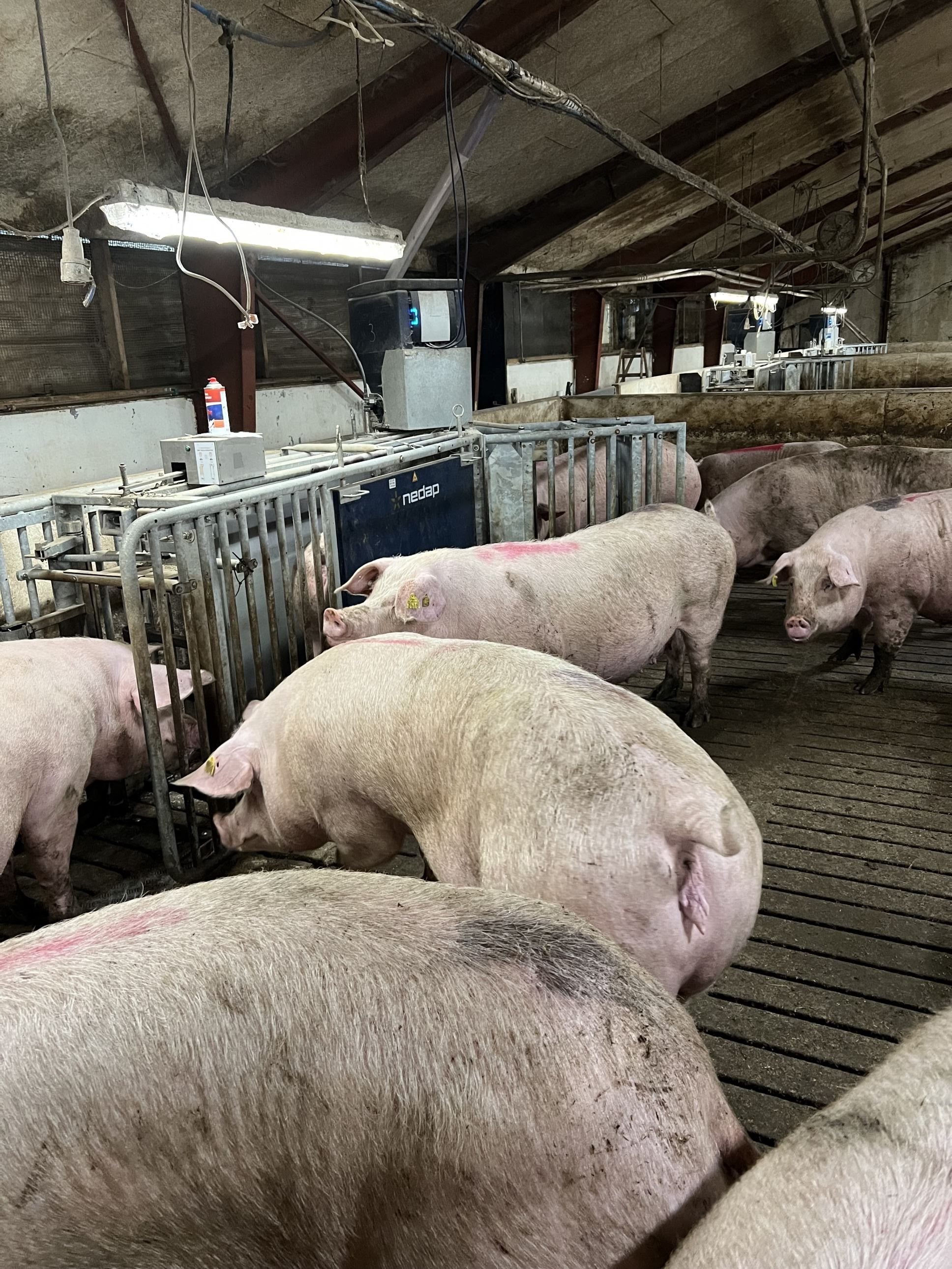 Fremhævet  billede i fuldskærmstilstand. Billede af Badskærvej 60, 9352 Dybvad