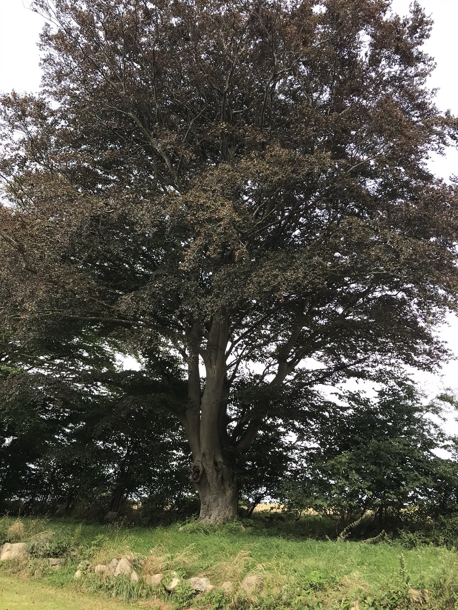 Fremhævet bøgetræ billede i fuldskærmstilstand. Billede af Bjergegyden 12, Sønderby Bj, 5631 Ebberup