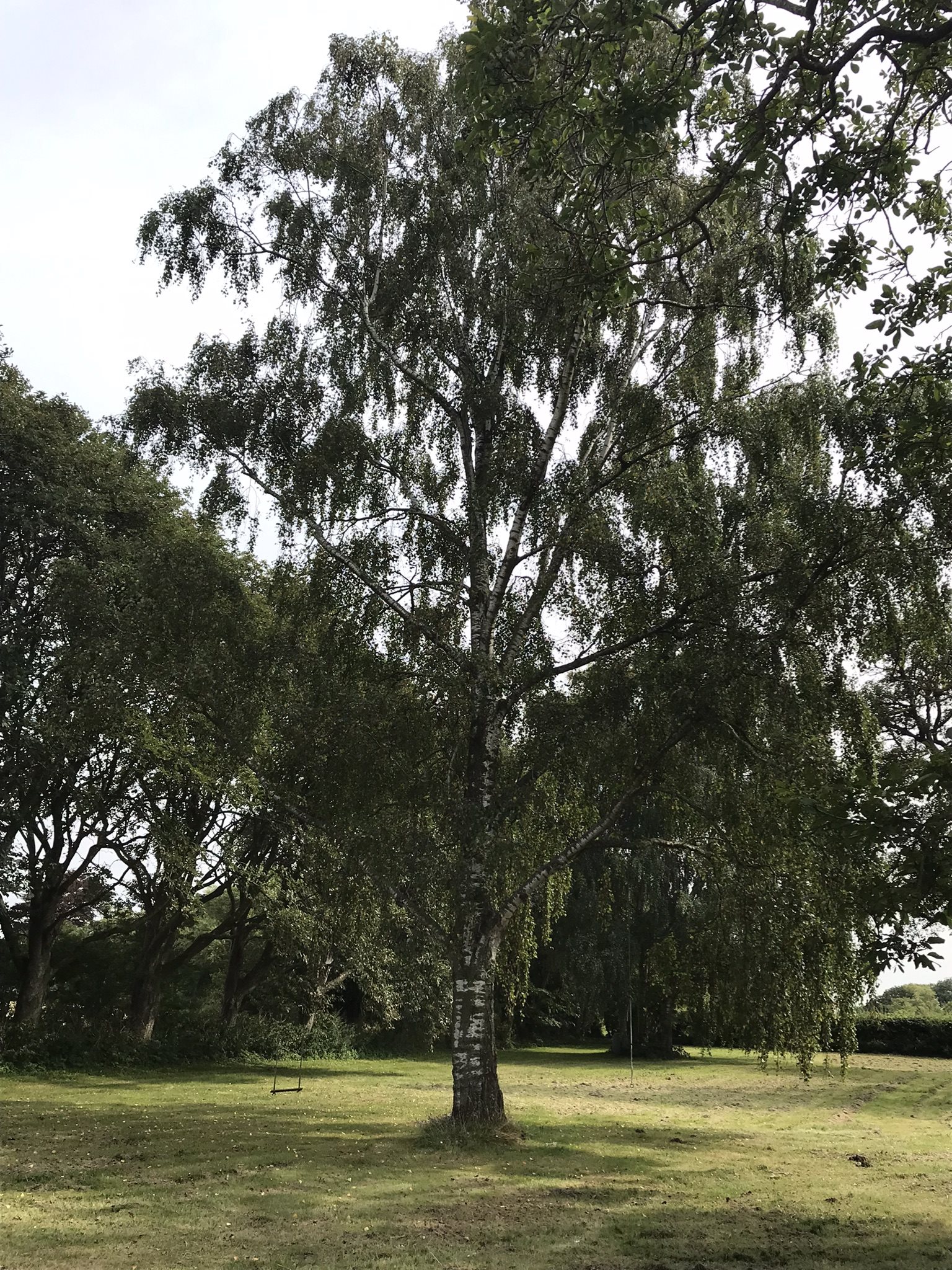 Fremhævet birketræ billede i fuldskærmstilstand. Billede af Bjergegyden 12, Sønderby Bj, 5631 Ebberup