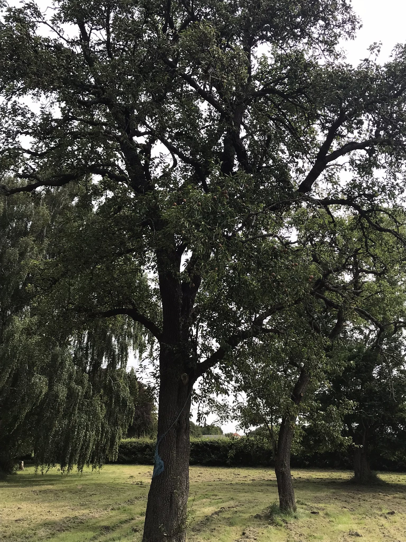 Fremhævet pæretræ billede i fuldskærmstilstand. Billede af Bjergegyden 12, Sønderby Bj, 5631 Ebberup