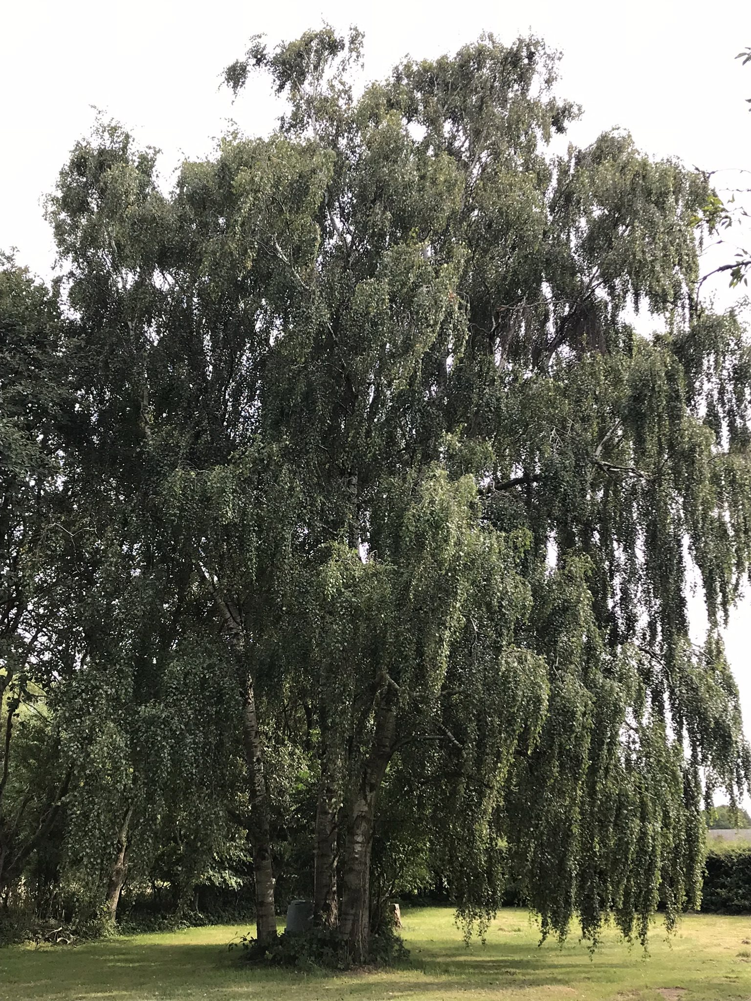 Fremhævet kæmpe birketræ i haven billede i fuldskærmstilstand. Billede af Bjergegyden 12, Sønderby Bj, 5631 Ebberup