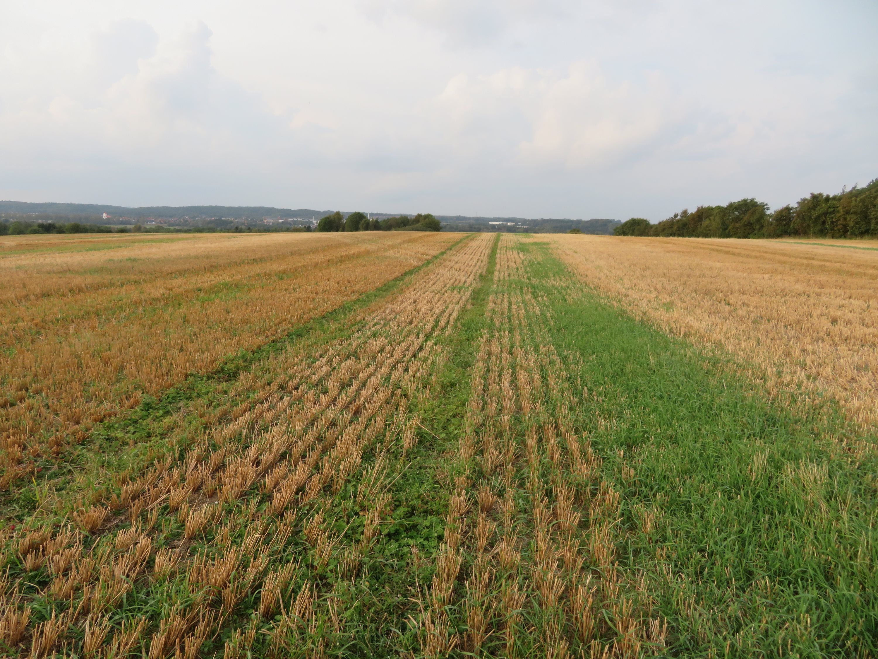 Planteavlsgård / -jord på Mågårdsvej 17, 8850 Bjerringbro