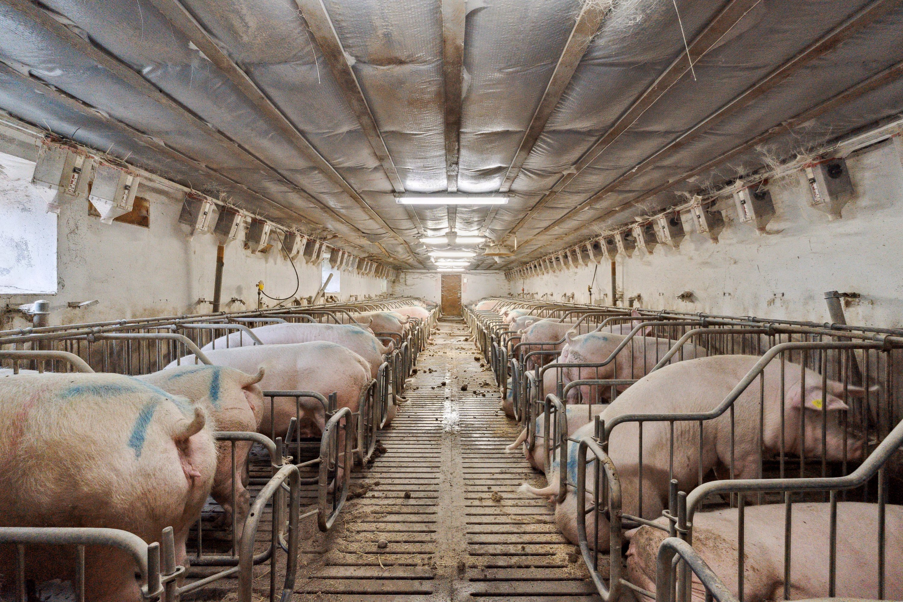 Fremhævet  billede i fuldskærmstilstand. Billede af Hjørringvej 285, 9750 Østervrå