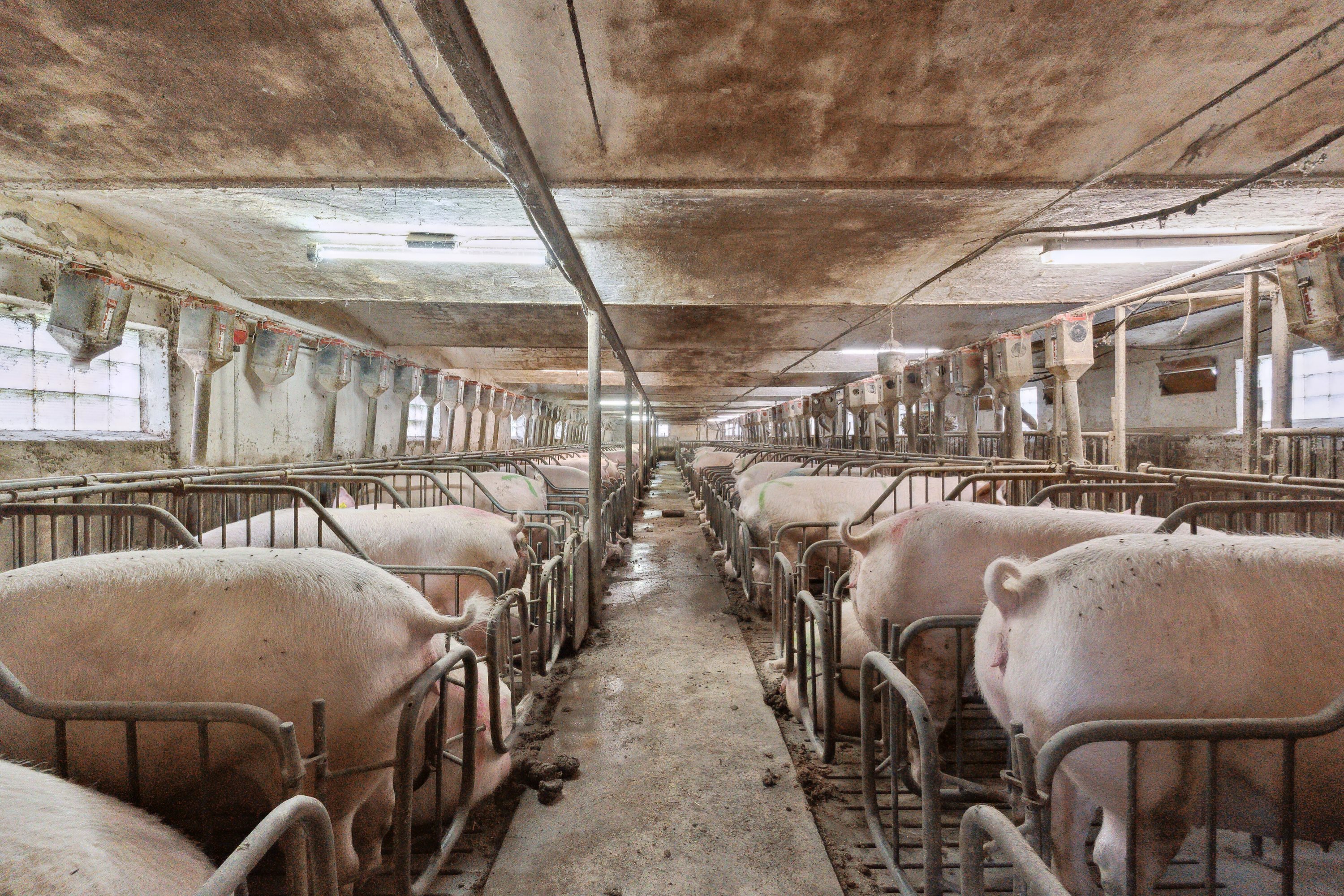 Fremhævet  billede i fuldskærmstilstand. Billede af Hjørringvej 285, 9750 Østervrå