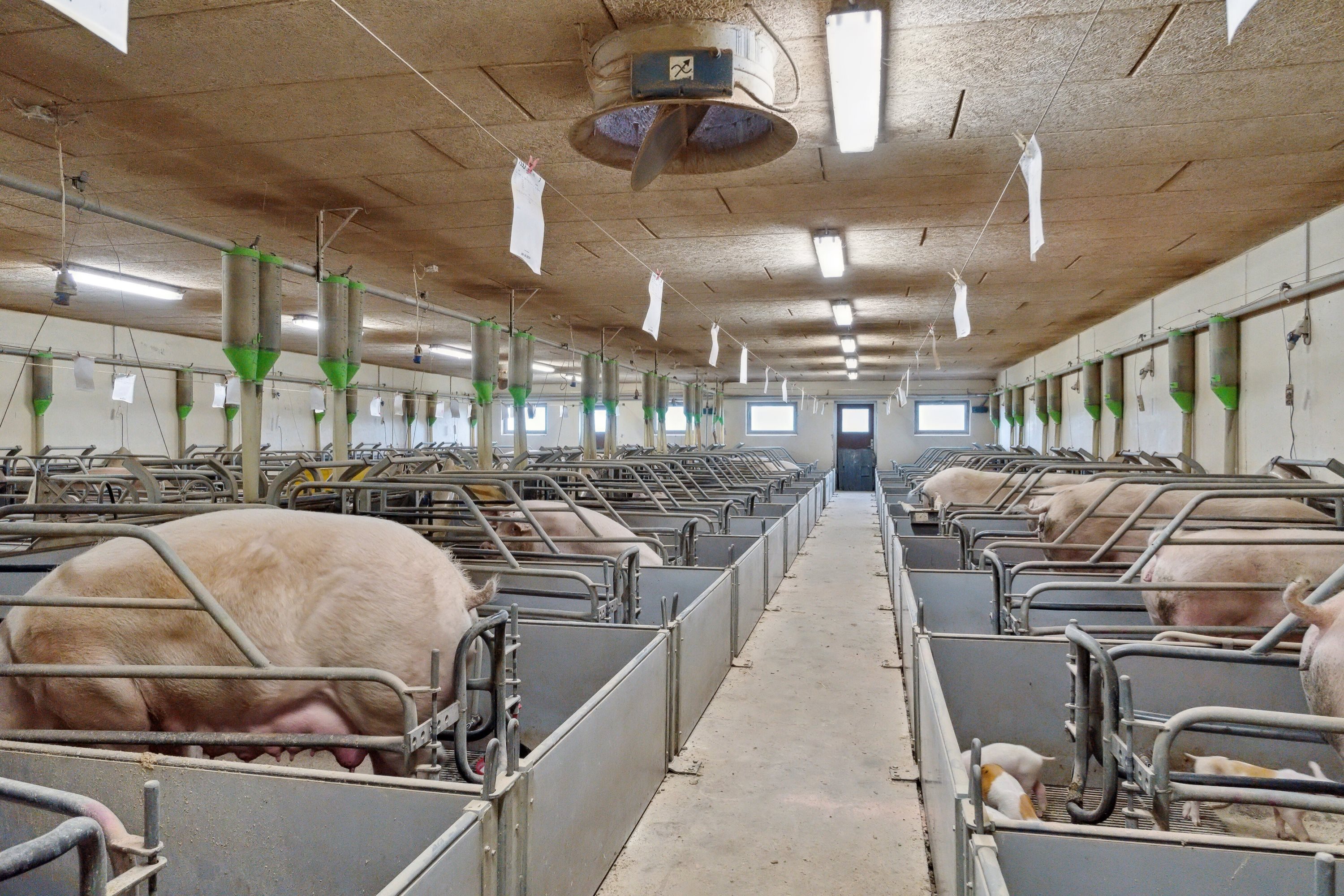 Fremhævet  billede i fuldskærmstilstand. Billede af Hjørringvej 285, 9750 Østervrå