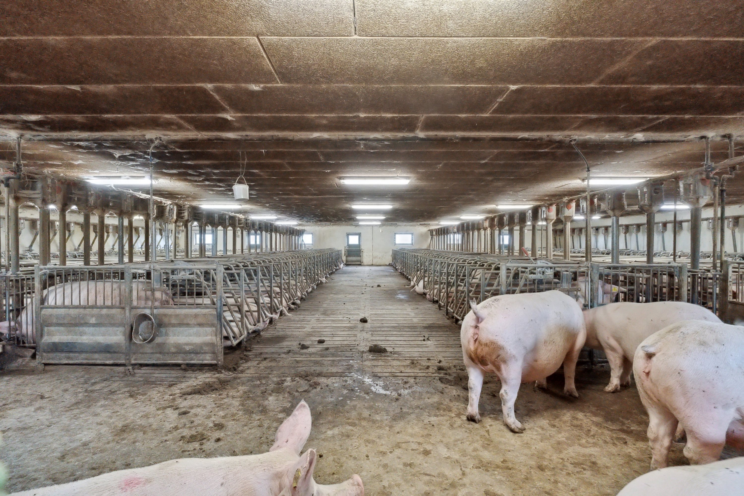 Fremhævet  billede i fuldskærmstilstand. Billede af Hjørringvej 285, 9750 Østervrå