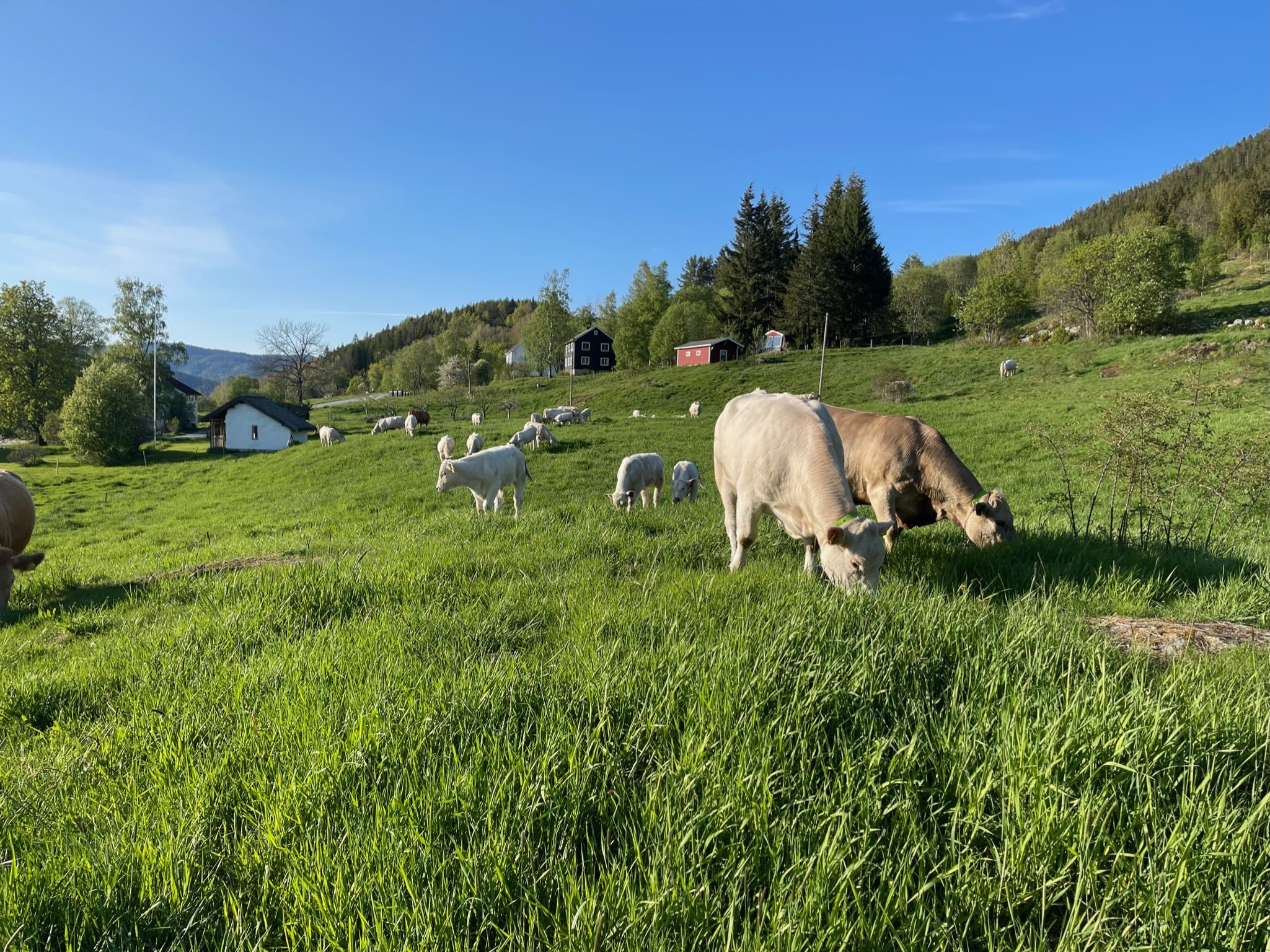 Fremhævet  billede i fuldskærmstilstand. Billede af Foldsævegen 62, Hauggrend, 3870 Fyresdal