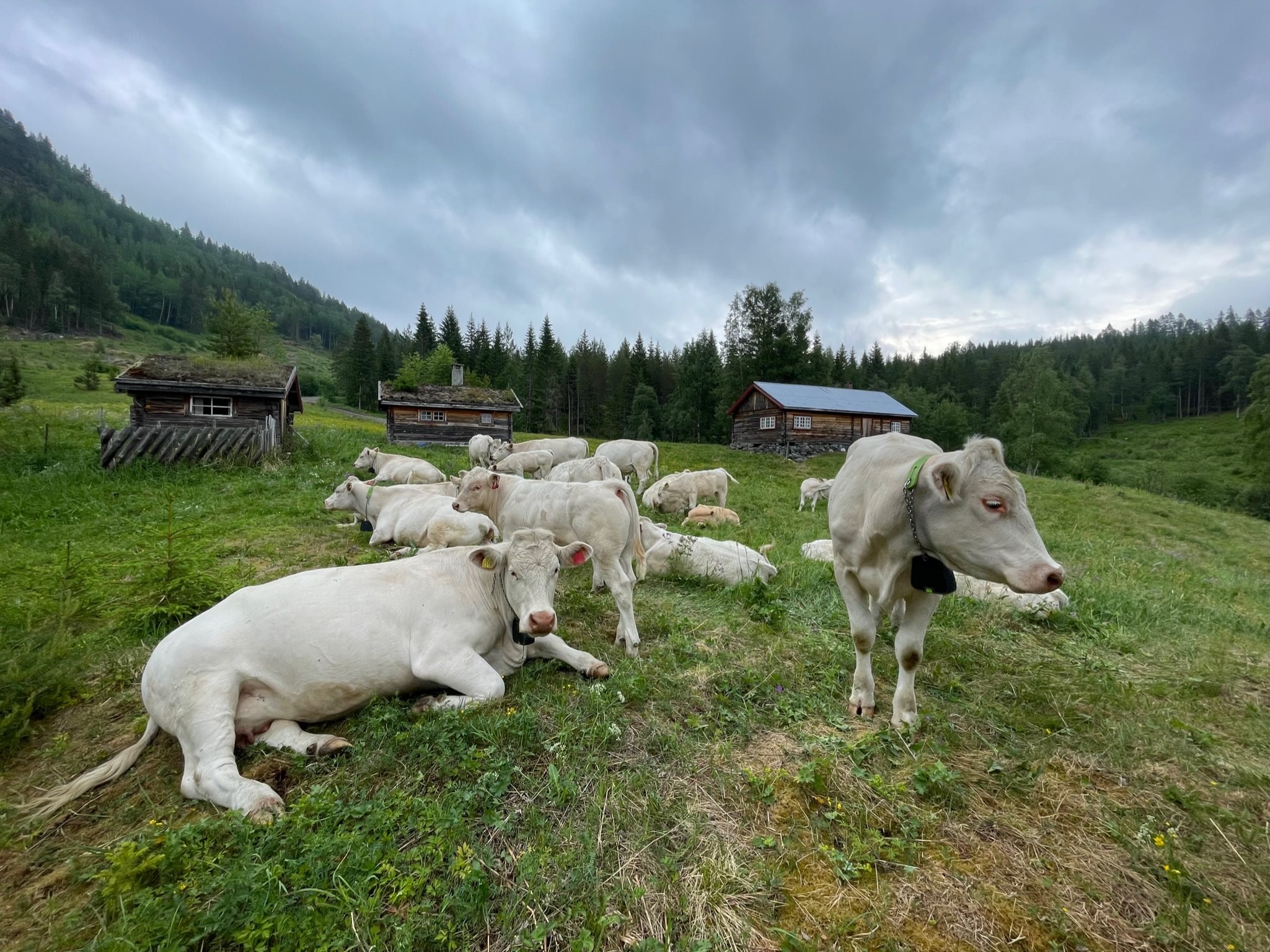 Fremhævet  billede i fuldskærmstilstand. Billede af Foldsævegen 62, Hauggrend, 3870 Fyresdal