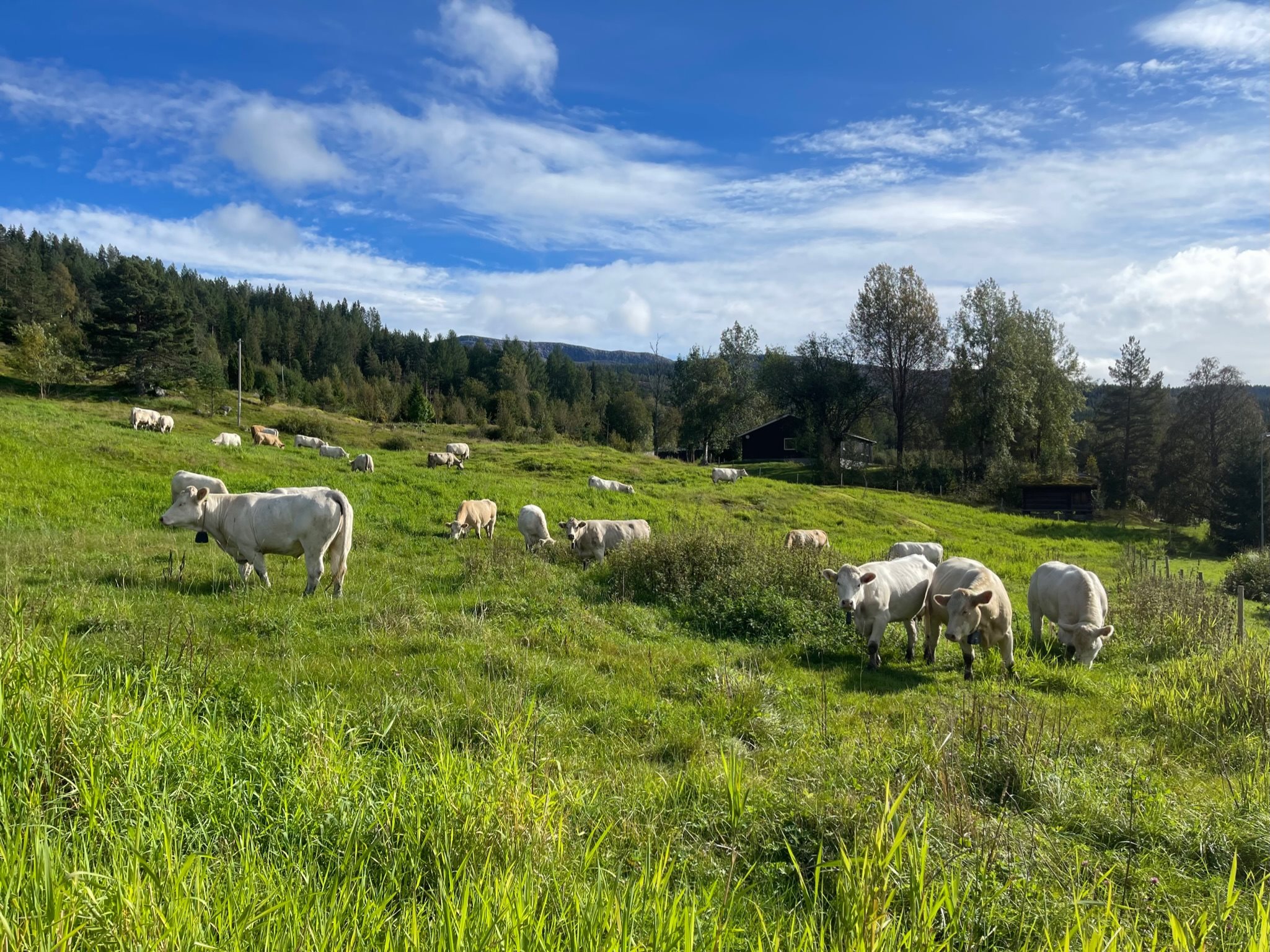 Fremhævet  billede i fuldskærmstilstand. Billede af Foldsævegen 62, Hauggrend, 3870 Fyresdal