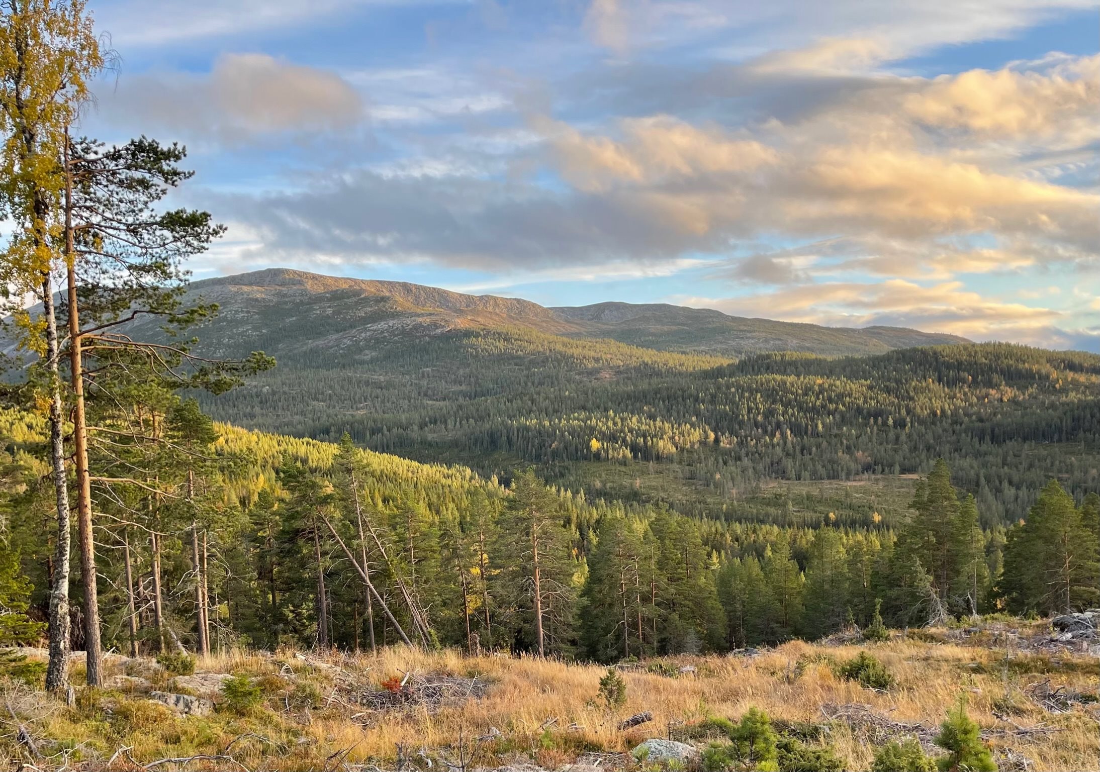 Fremhævet  billede i fuldskærmstilstand. Billede af Foldsævegen 62, Hauggrend, 3870 Fyresdal