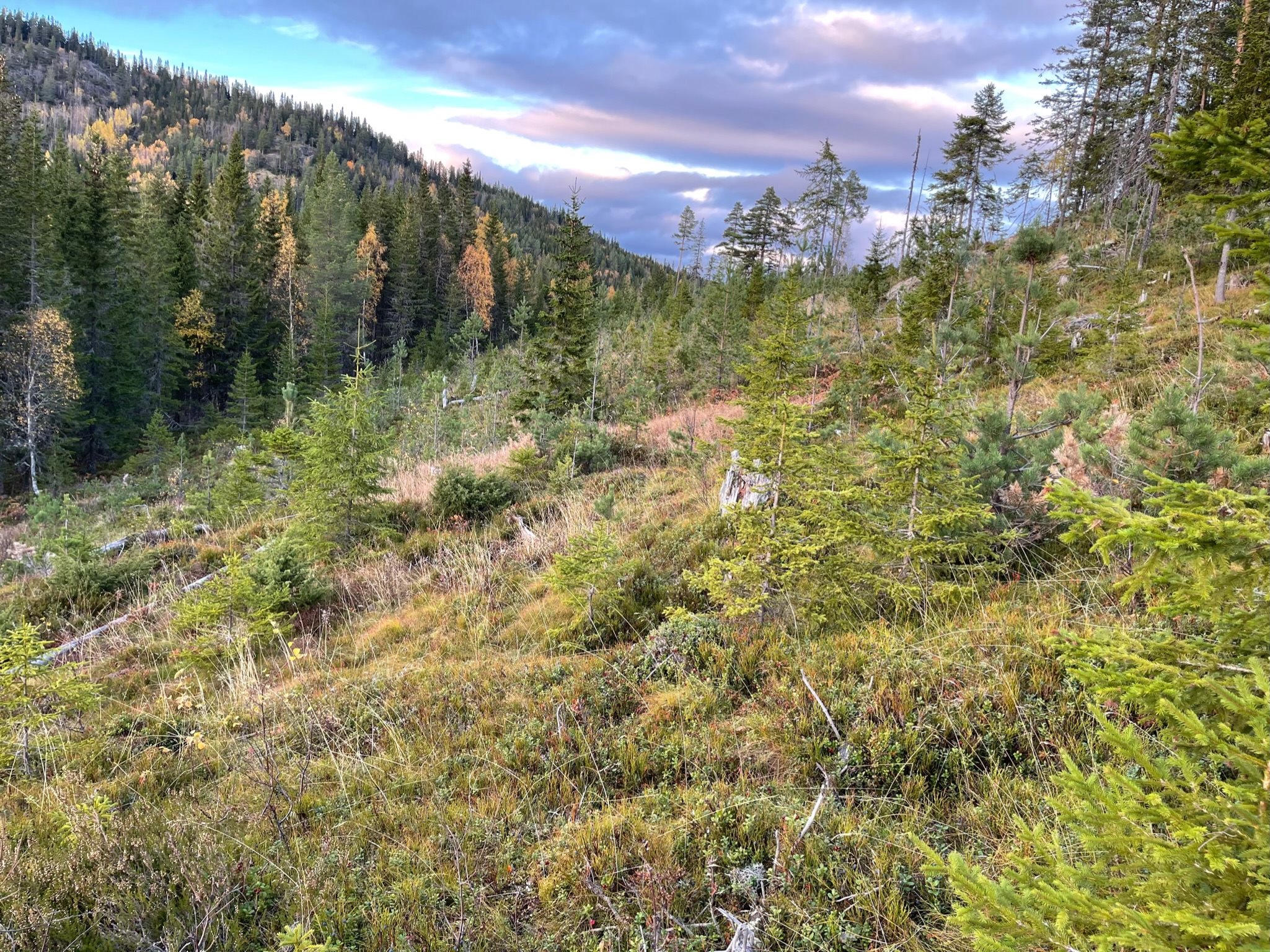 Fremhævet  billede i fuldskærmstilstand. Billede af Foldsævegen 62, Hauggrend, 3870 Fyresdal