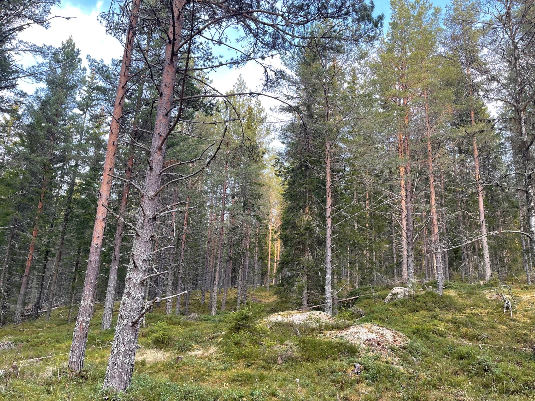 Fremhævet  billede i fuldskærmstilstand. Billede af Foldsævegen 62, Hauggrend, 3870 Fyresdal