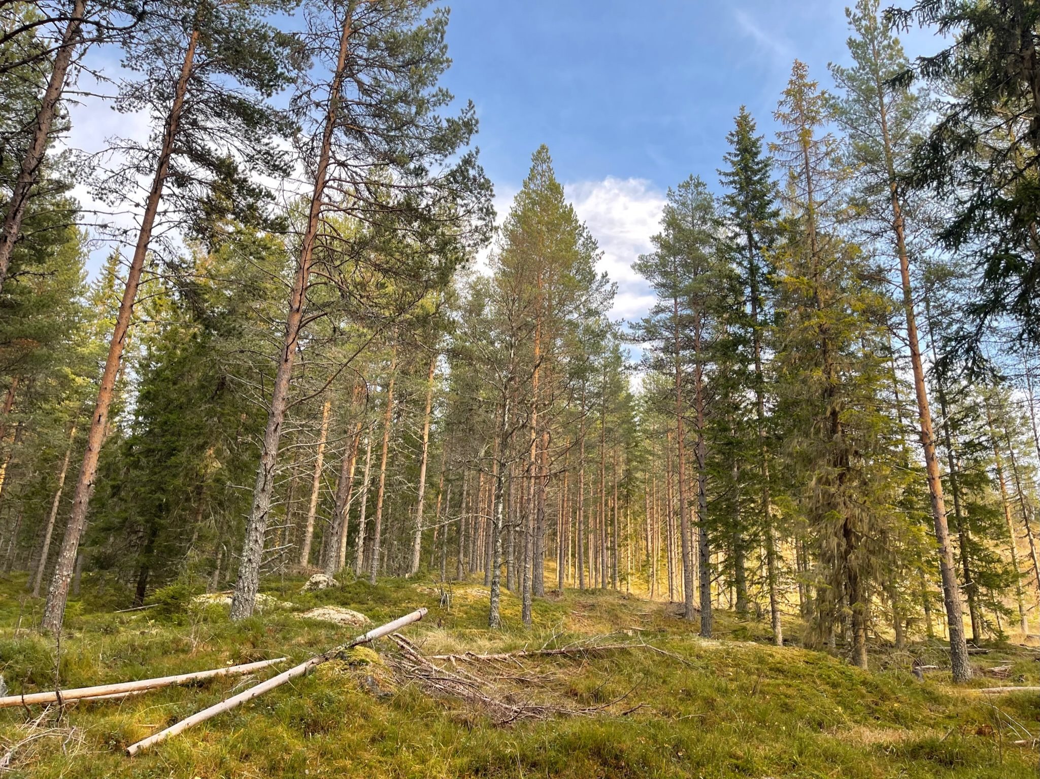 Fremhævet  billede i fuldskærmstilstand. Billede af Foldsævegen 62, Hauggrend, 3870 Fyresdal